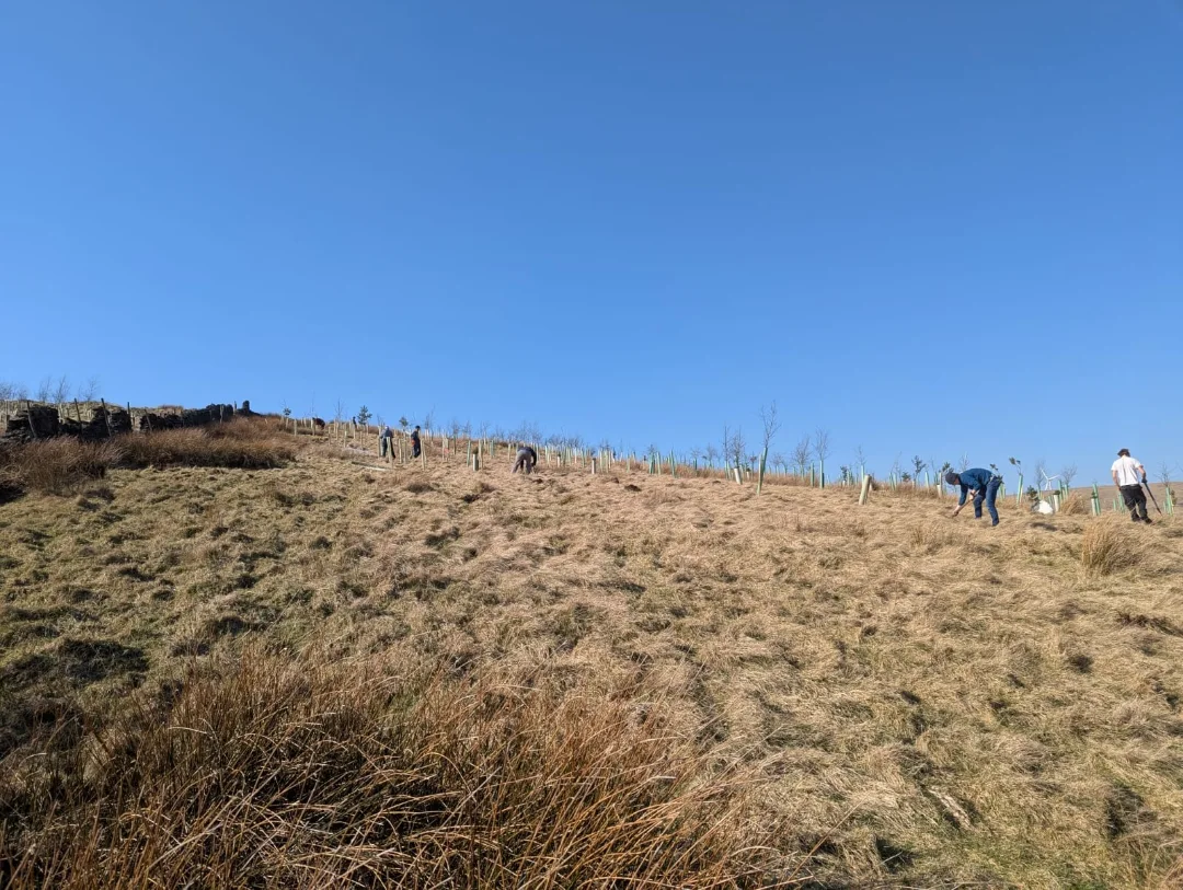 Forus Tree | Hebden Bridge