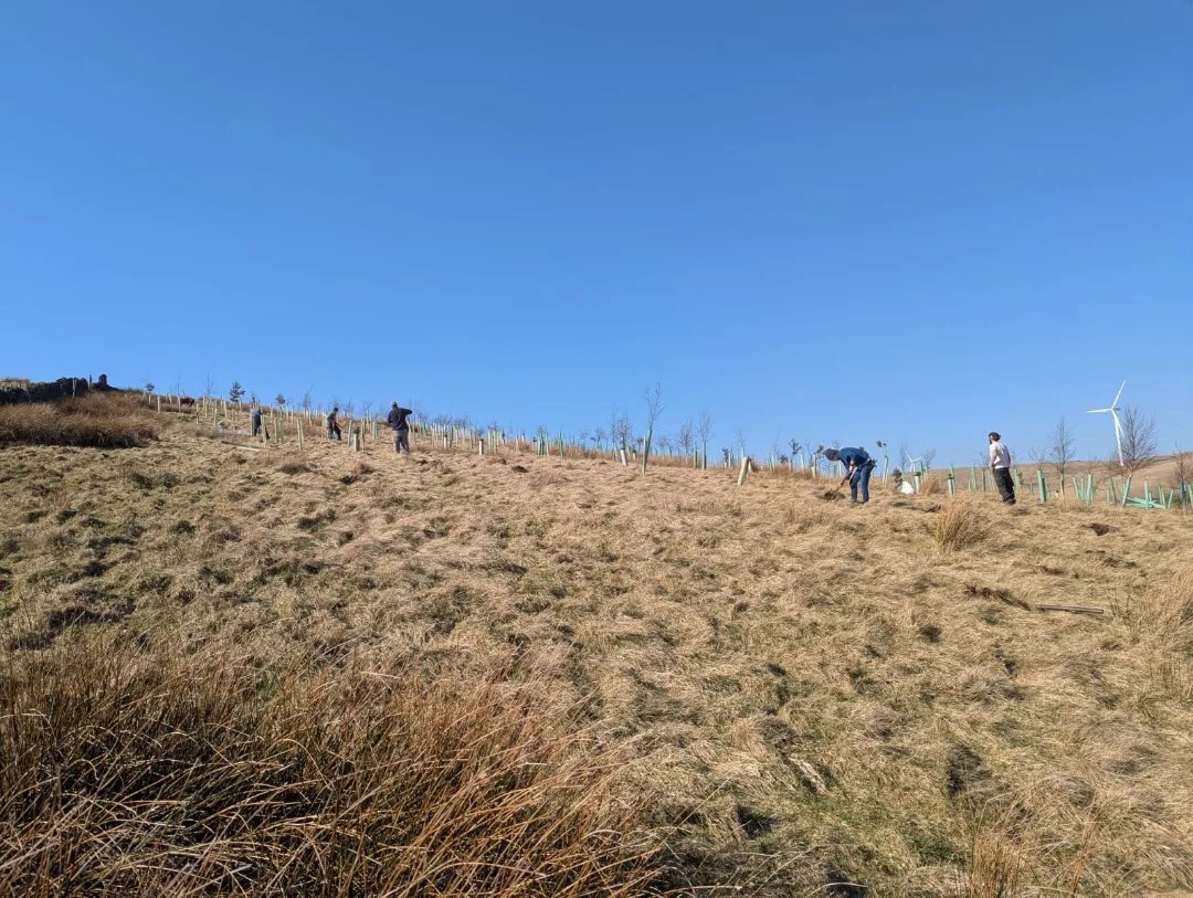 Forus Tree | Hebden Bridge