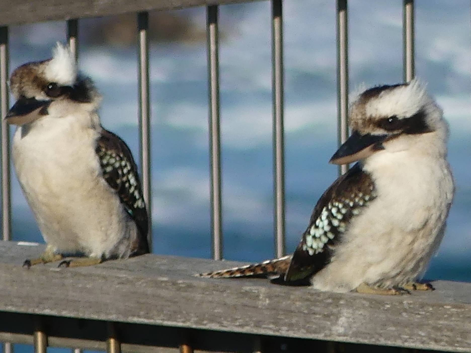 Kookaburras spotted at Port Macquarie, New South Wales lighthouse