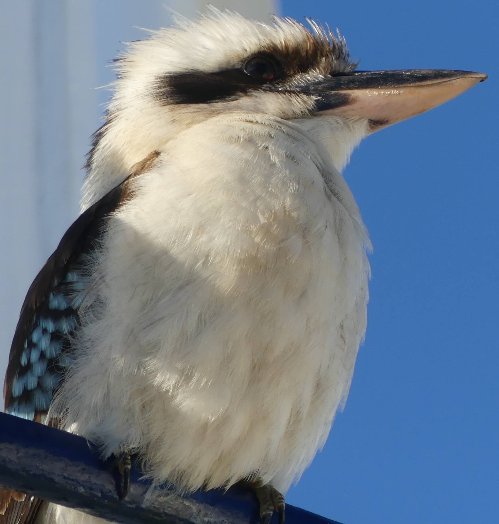 Kookaburras spotted at Port Macquarie, New South Wales lighthouse