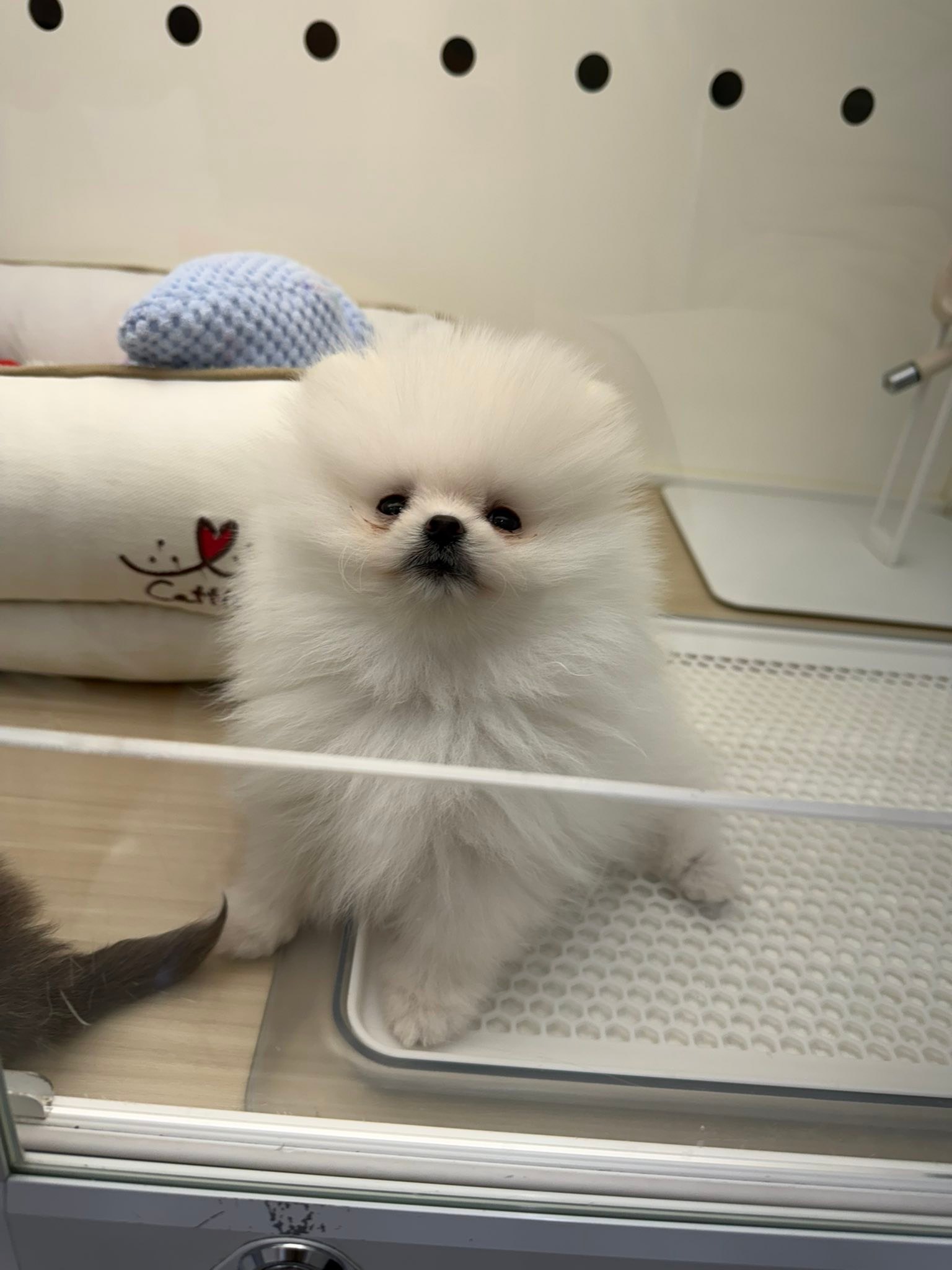 Dogs of Japan!!!🇯🇵 🐾 gB III D0MUT NAN Pog ないでください おず