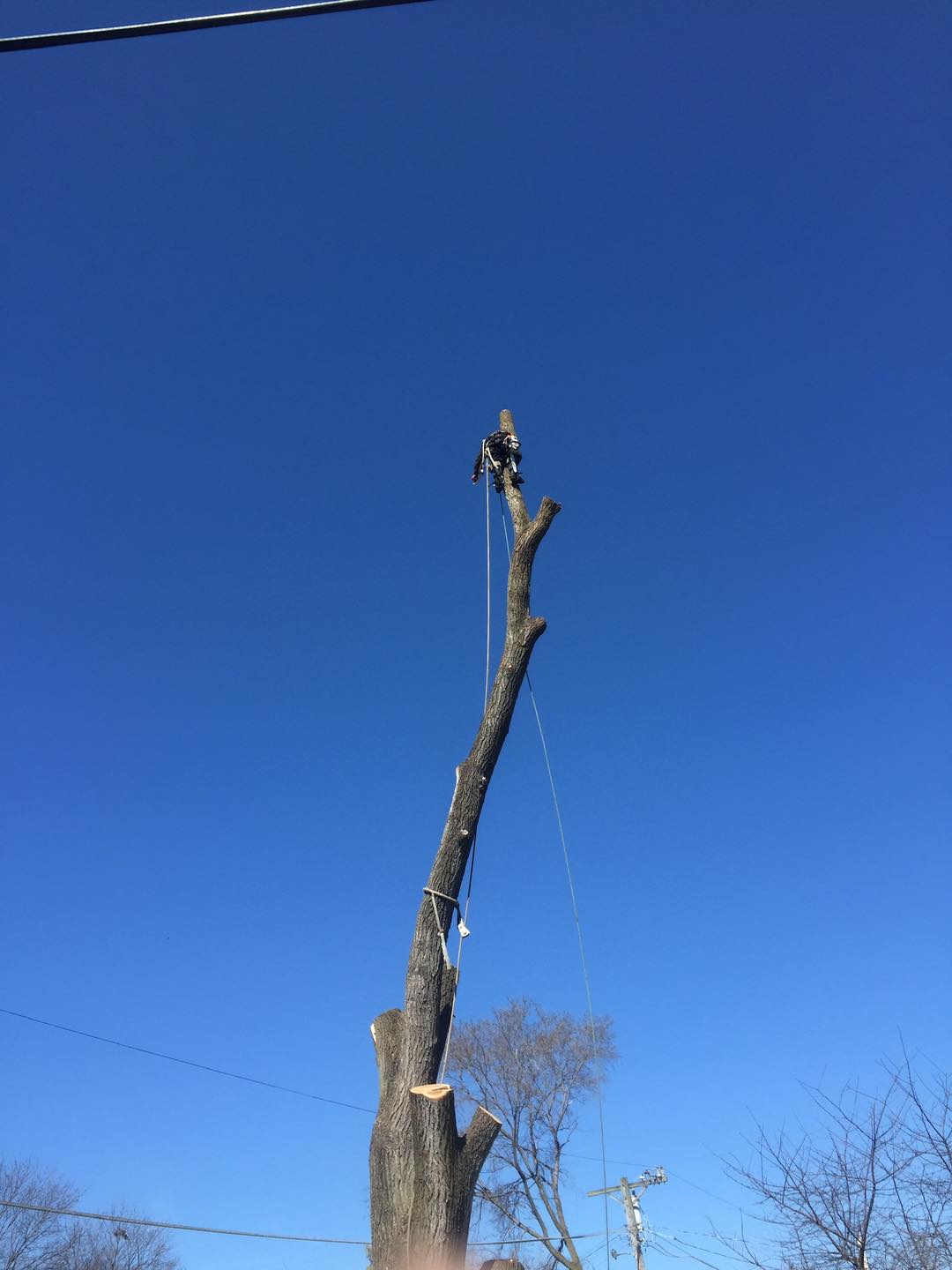 Angel Tree Removal Services | Aurora IL