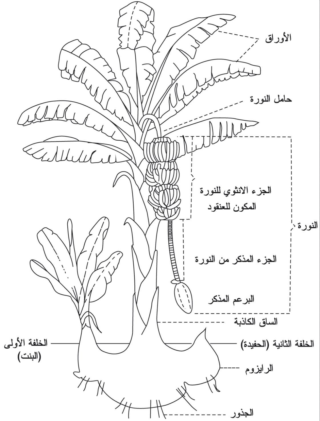 هواة و محبى الزراعة პოსტები Facebook
