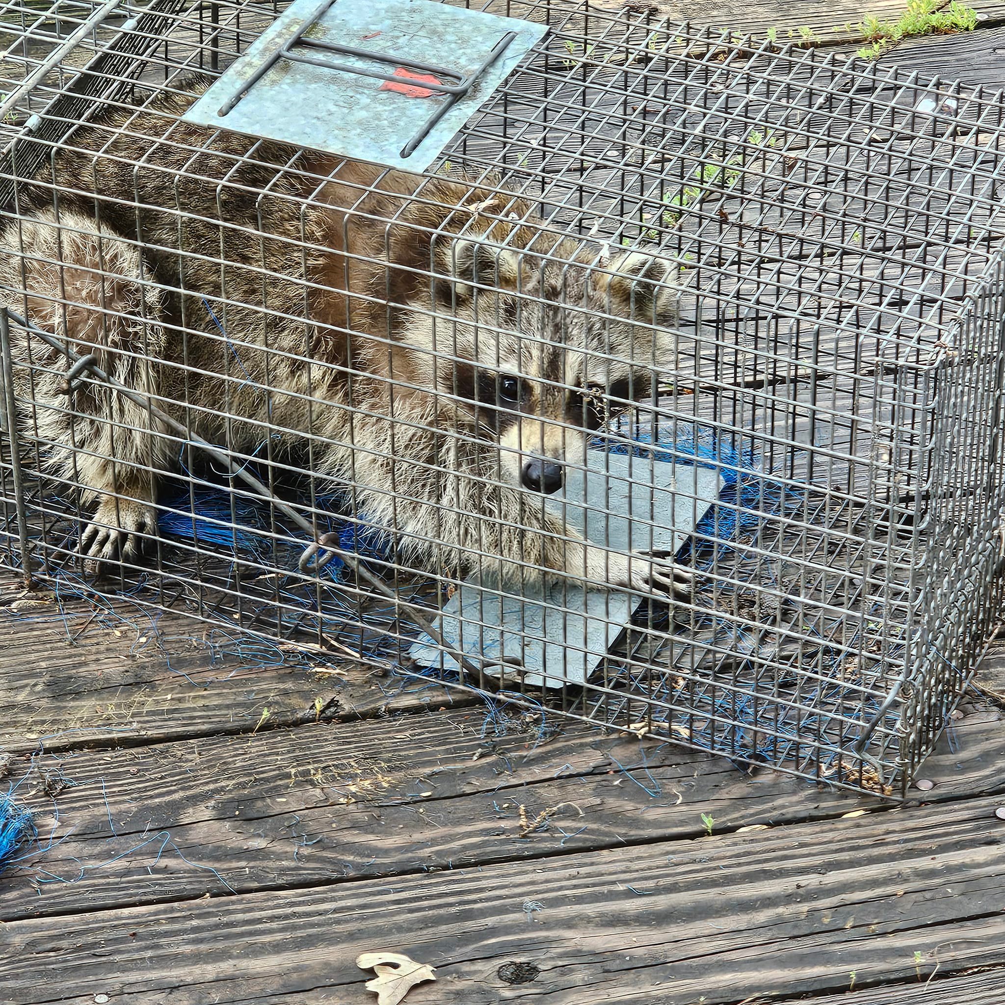 0420 Duke # 220 Body Trap 2dozen Raccoon, Fisher, Otter Trap Traps