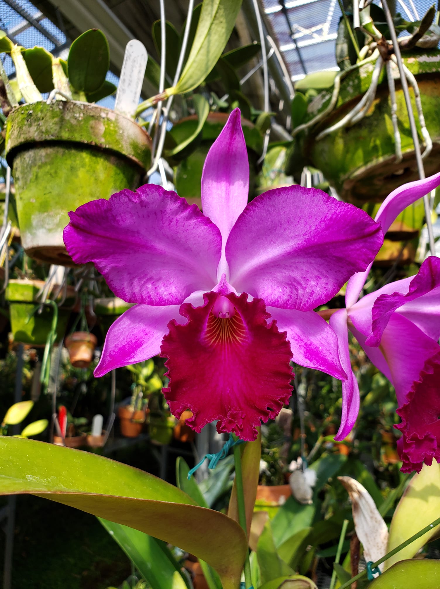 C labiata fma rubra-flamea 'Honey Trap' orchid