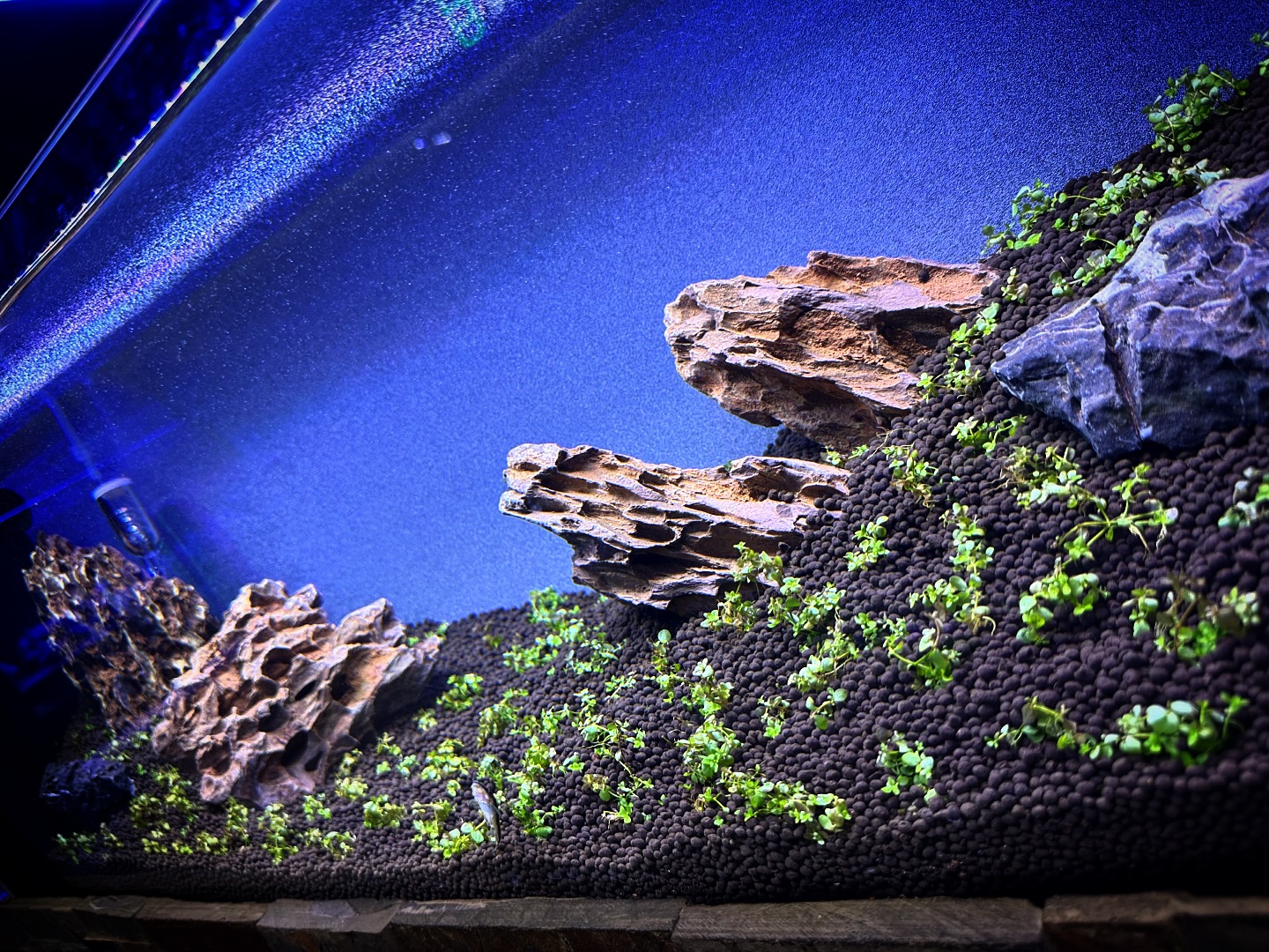 New UNS 90LA Dual AIO Rimless... - Aquarium & Reptile Depot | Facebook