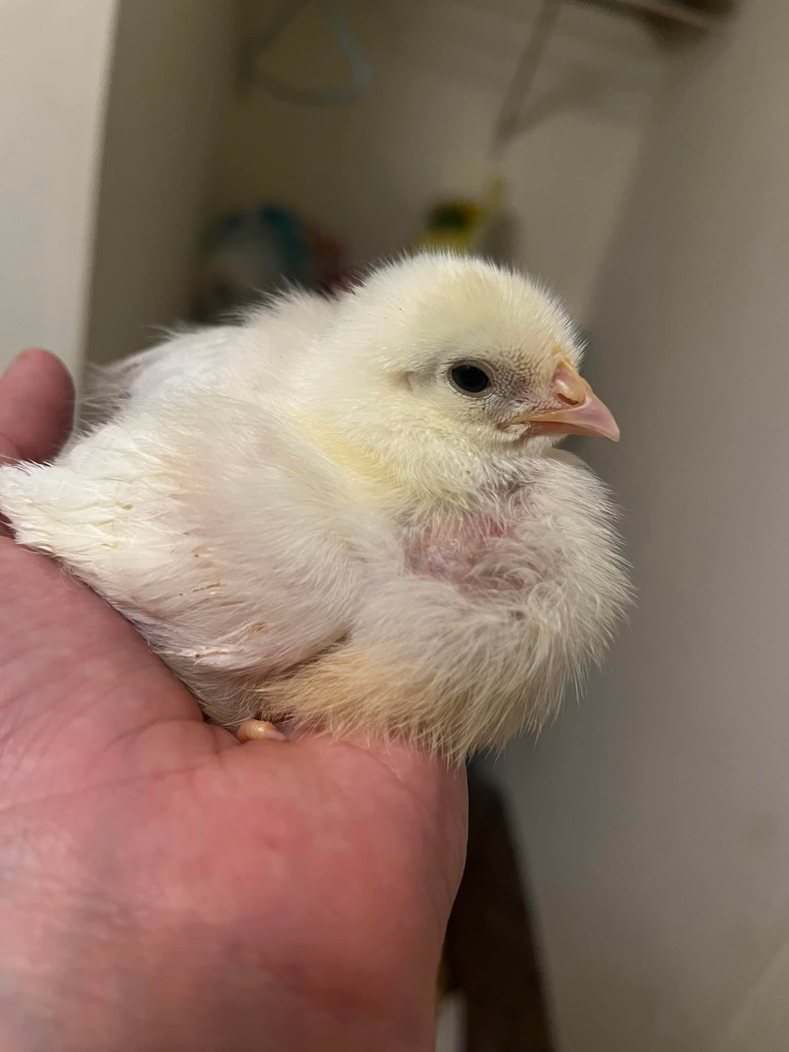 What is going on here? I got 6 baby chickens and they all have