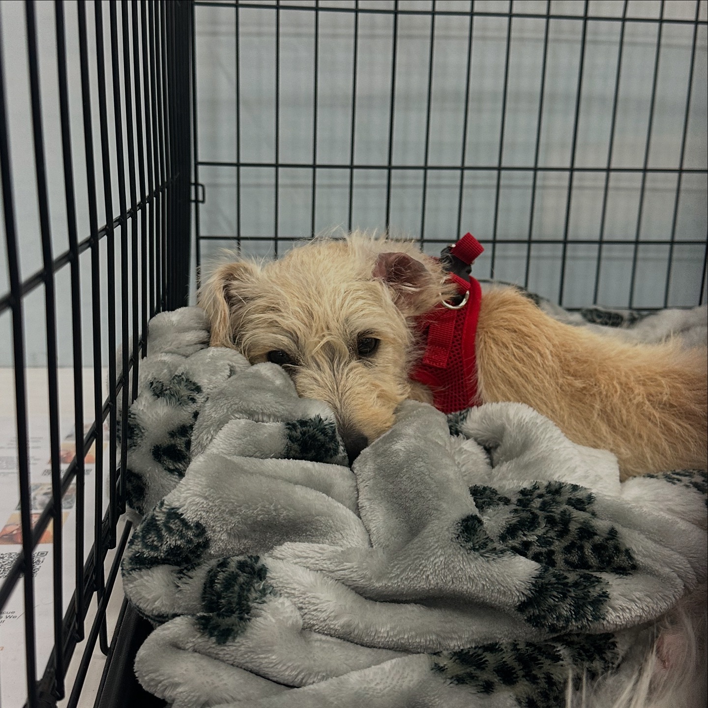 Adopt Me Rescue | Los Angeles CA