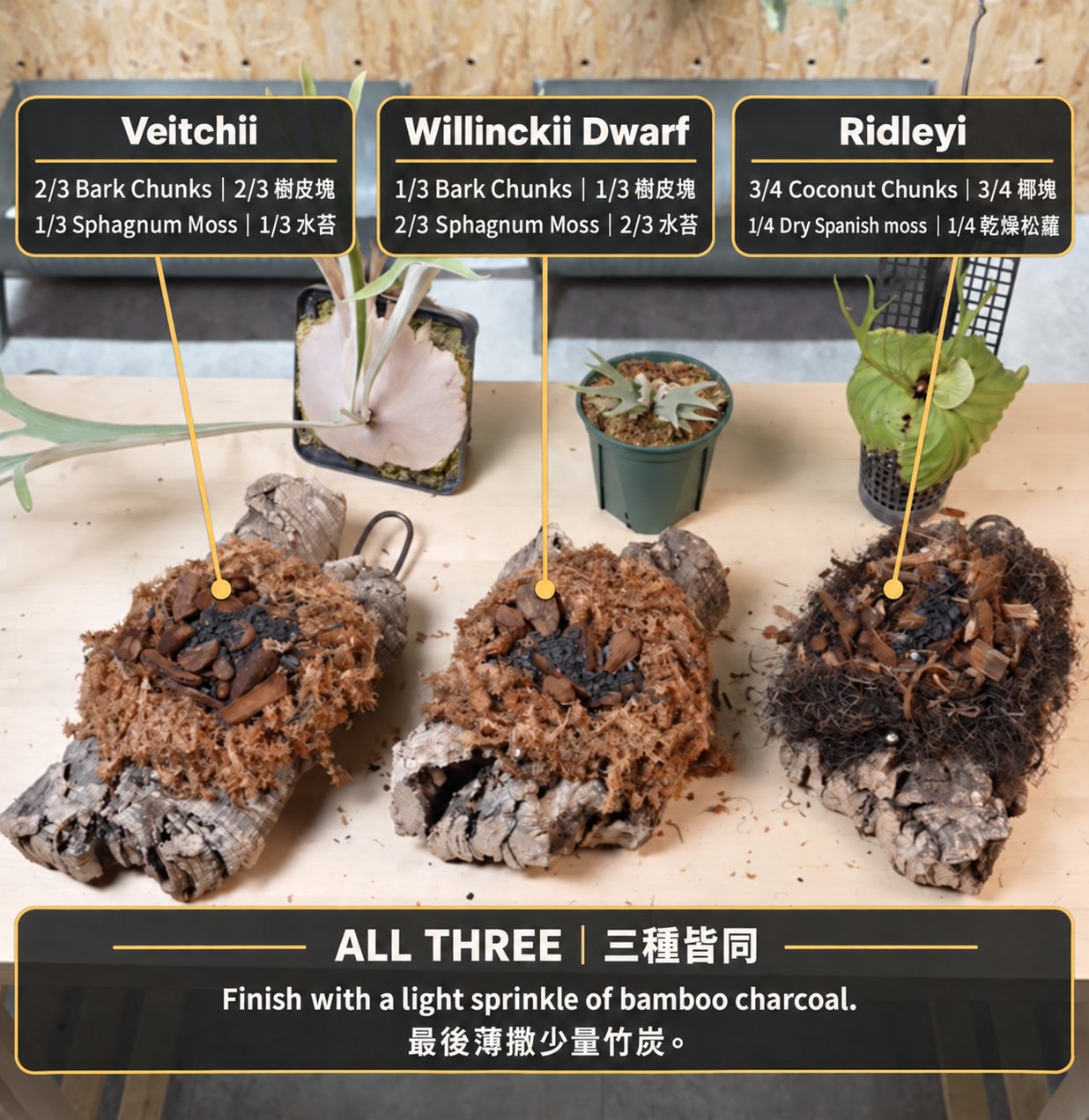 LittleFern由来 HM×Dwarf Photharam MixSpore 🇹🇭 泰國親挑🌟 比母本更小更密集的精選個體Dwarf Photharam