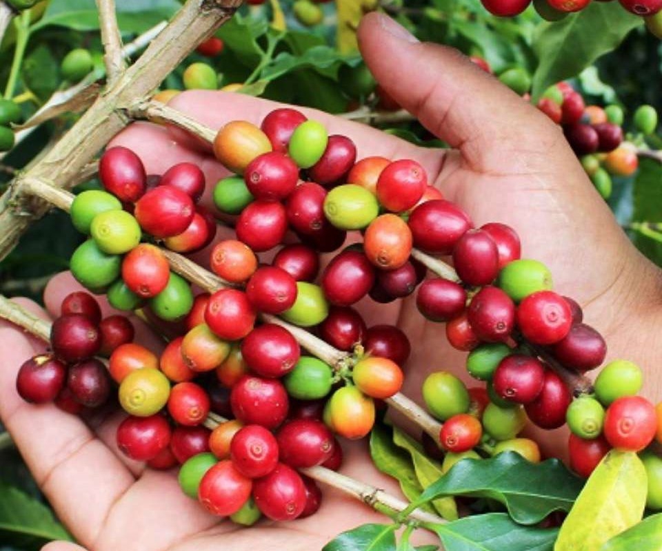 Café Hola Perú hola mundo Orgánico | Pisac