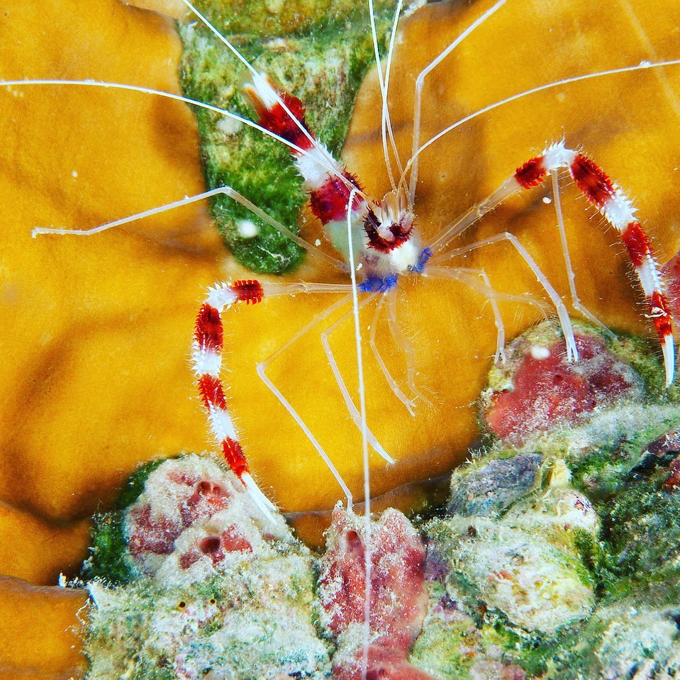 Scuba Akubra Adventures - The Banded Boxer Shrimp (Stenopus hispidus ...