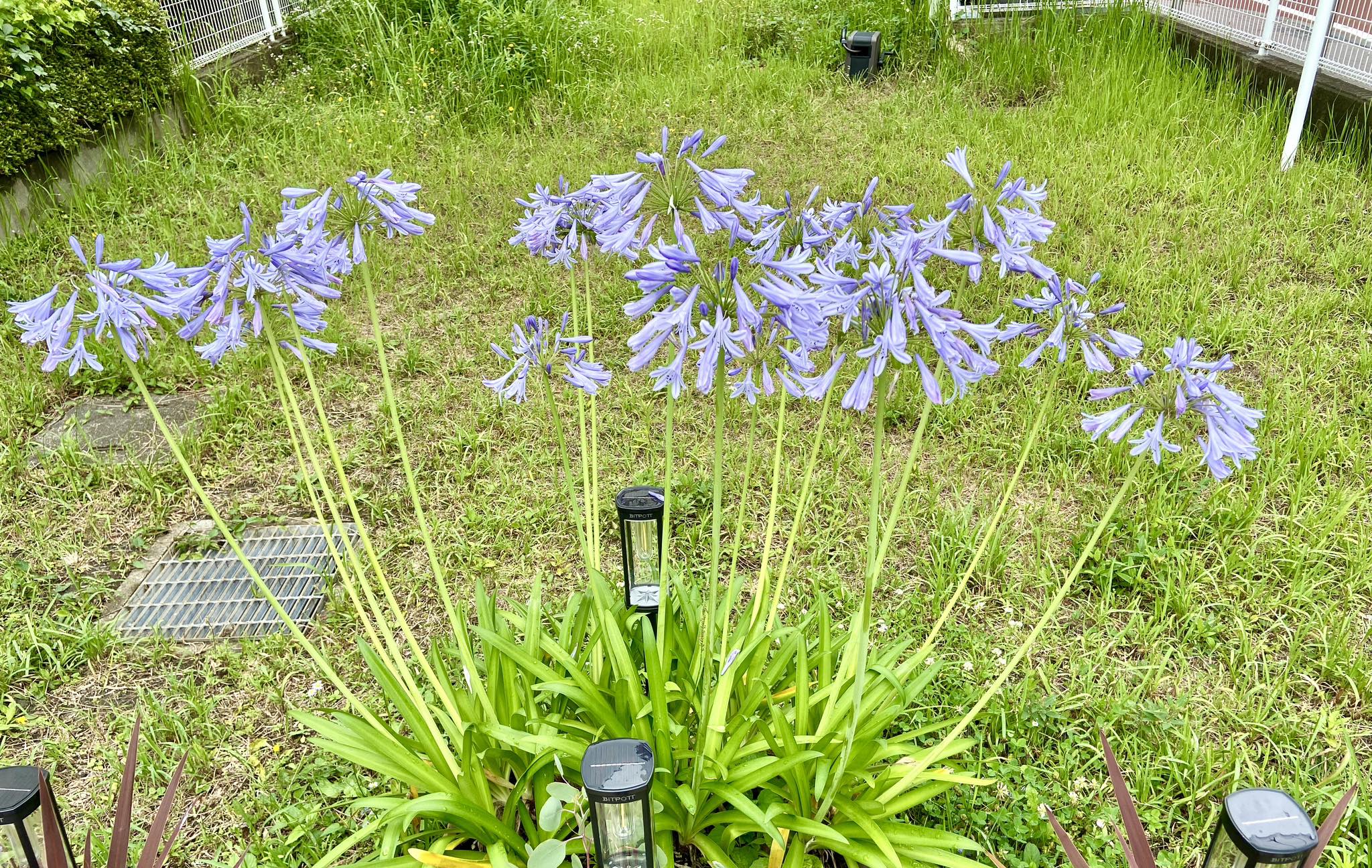 ひとり朗読パーティー》vol.49 北原白秋「薔薇二曲」 テキスト：北原 