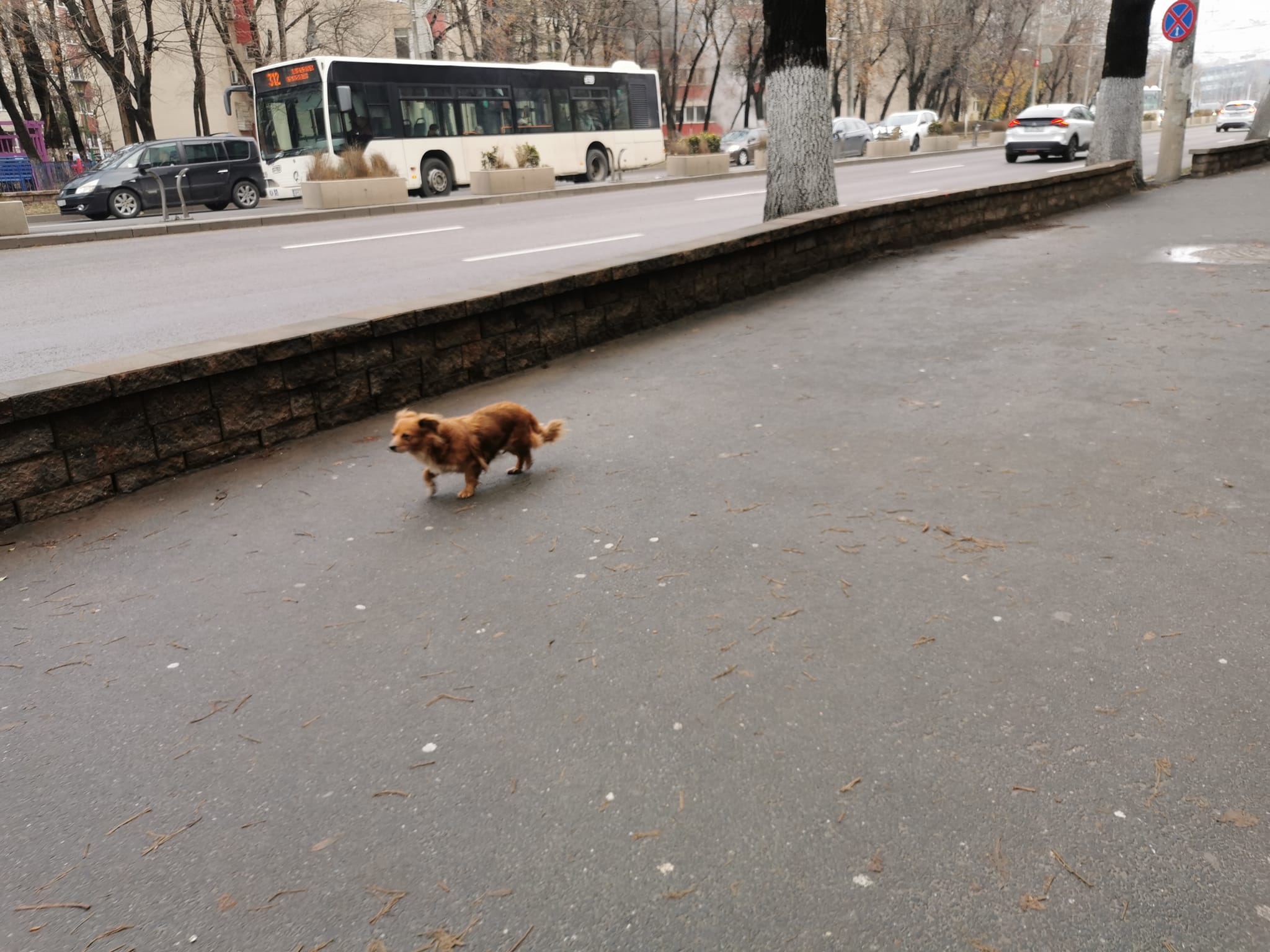 Caini pierduti - Bucuresti | Catel de rasa ratacit in zona Piata ...