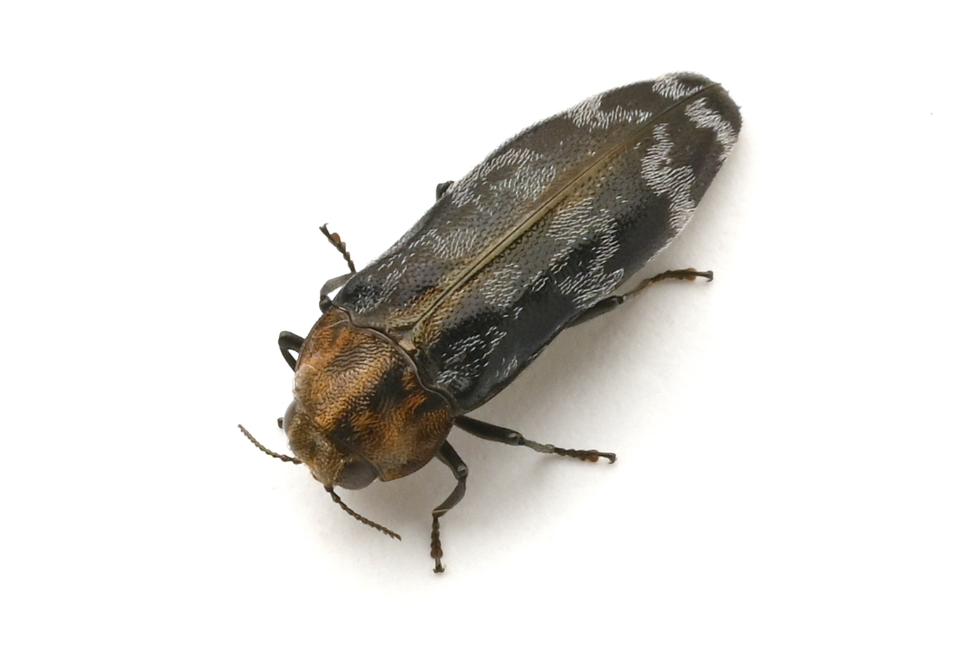 台虫- Coraebus sauteri Kerremans, 1912 梭德氏細長吉丁蟲｜節肢動物 
