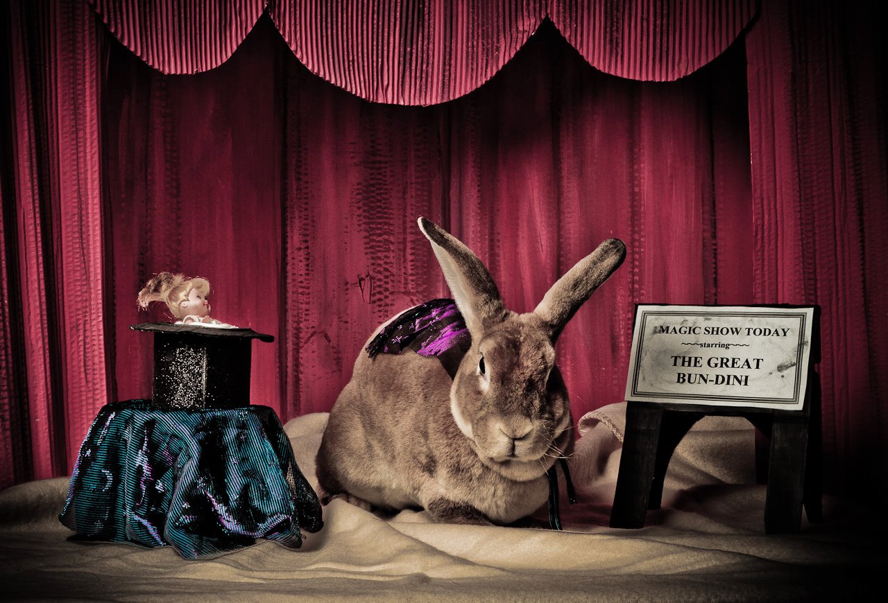 Adele: the agility rabbit