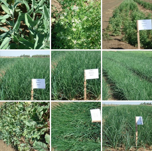 Manyeding Agricultural Cooperative - This is us