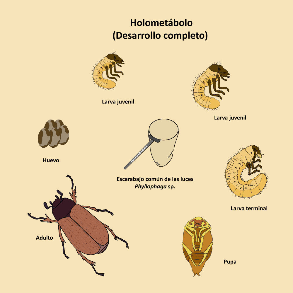 Fases de desarrollo de los insectos. - Memorias entomológicas | Facebook
