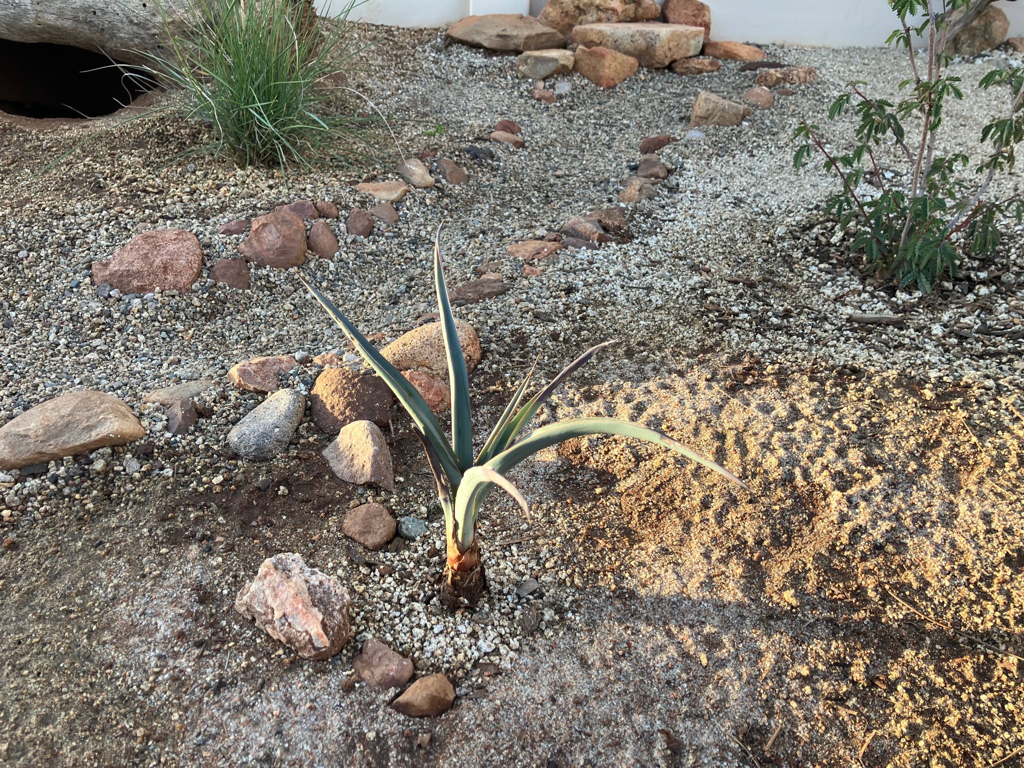 Identifying yucca species in Yucca Valley, CA