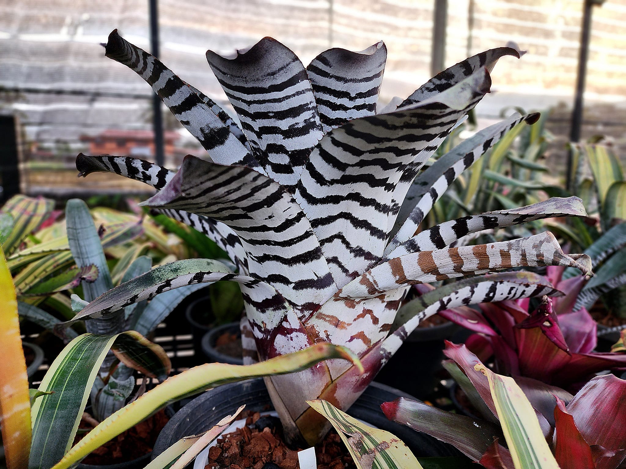 Aechmea 'Black ice 🧊'