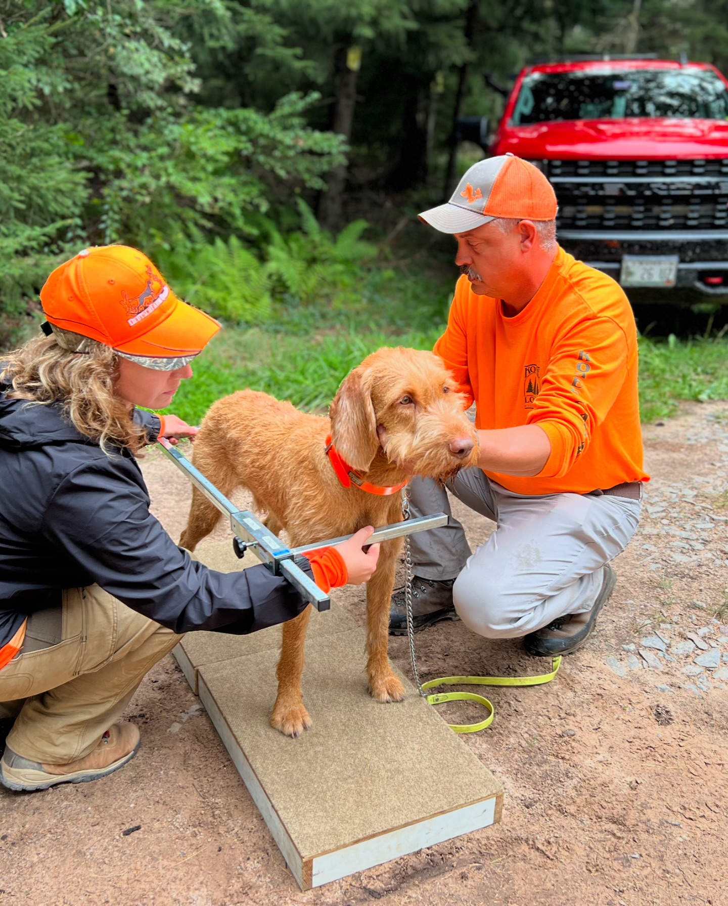 Versatile Hunting Dog Federation
