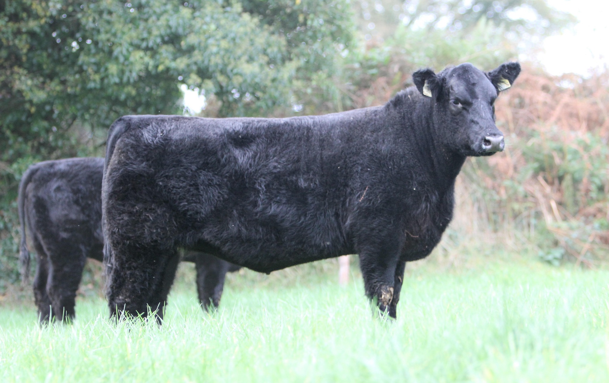 𝐉𝐨𝐡𝐧 𝐚𝐧𝐝 𝐒𝐡𝐚𝐧𝐞 𝐌𝐮𝐫𝐩𝐡𝐲,... - Munster Aberdeen Angus Club | Facebook