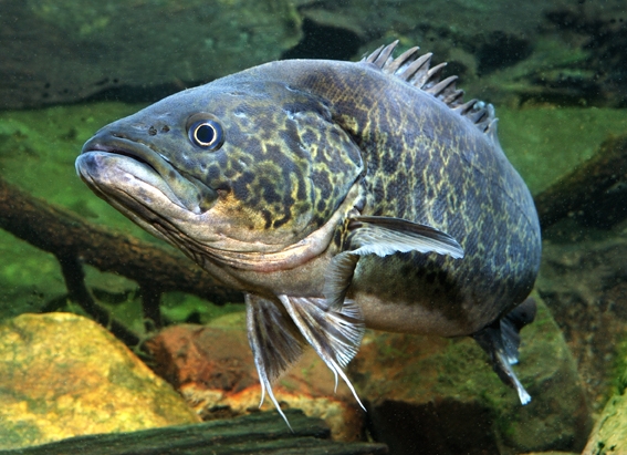 Check out... - Mary River Catchment Coordinating Committee | Facebook