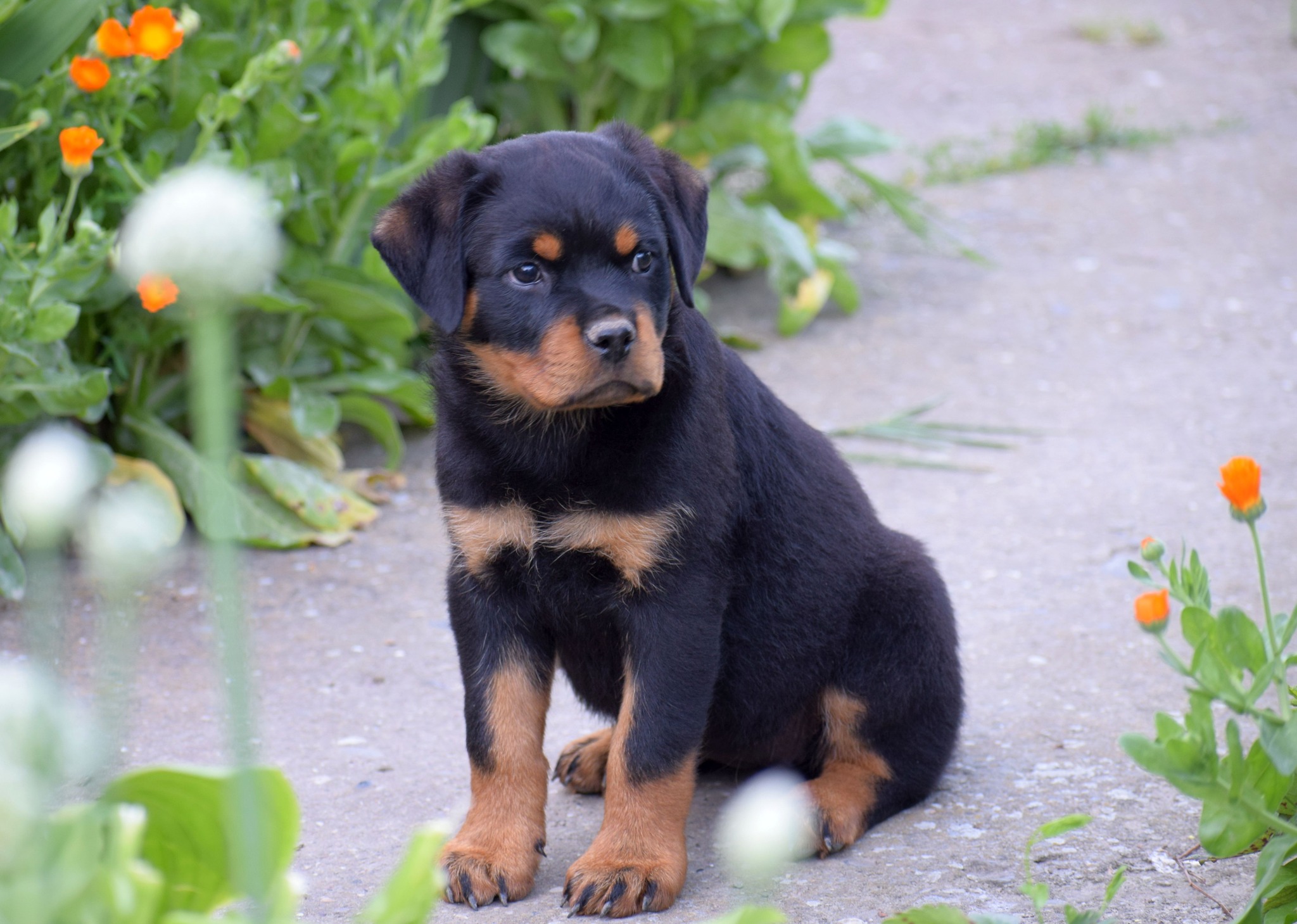 Rottweiler Romania