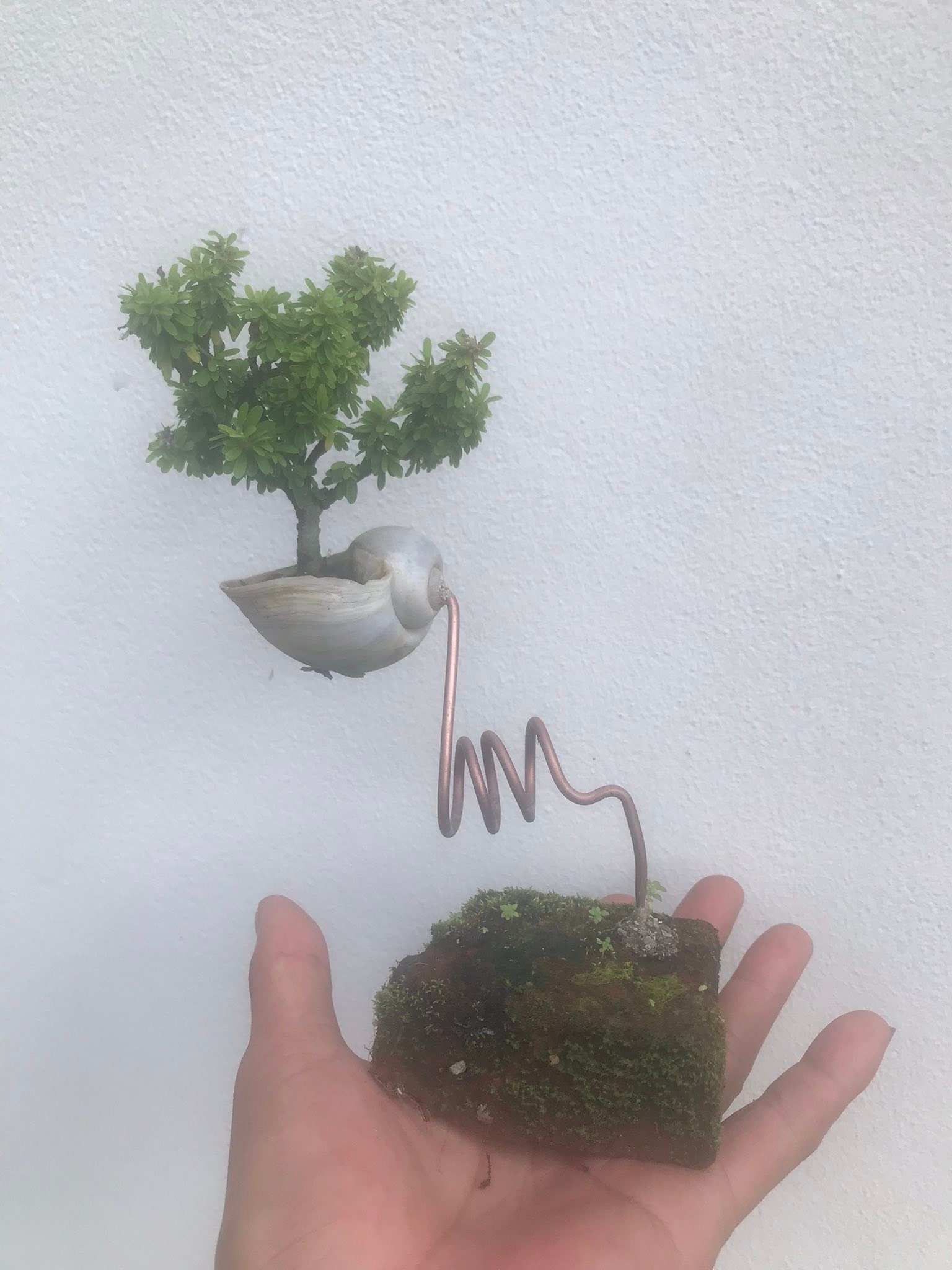 MADE IN YP×CRIB PHAT -BONSAI CAP- Making a mame bonsai ?Credit 