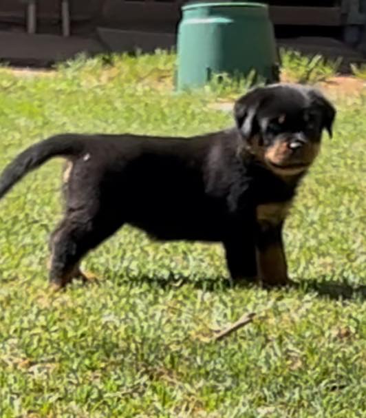 Tykerna Rottweilers