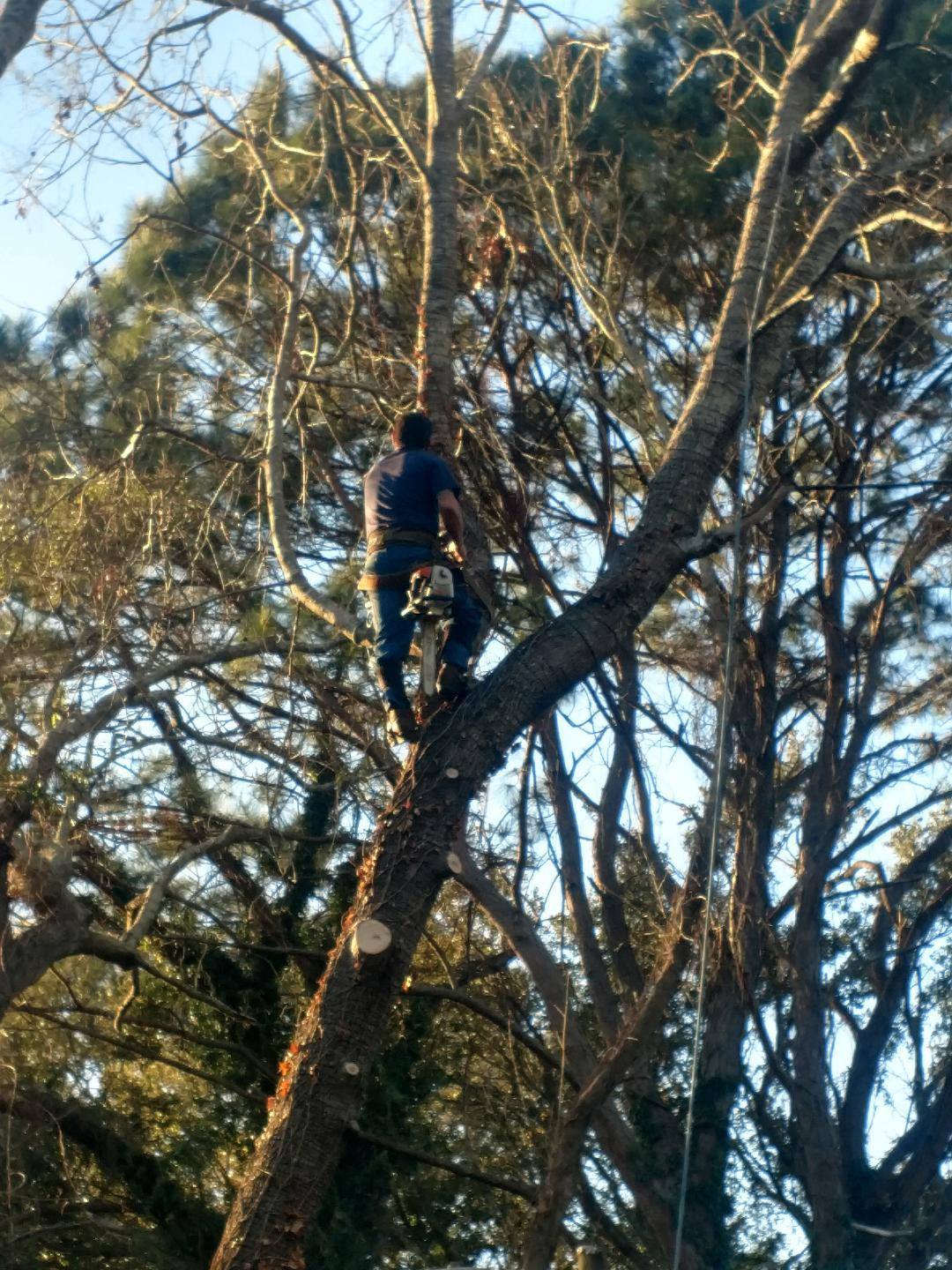 Jaime's Tree Service | Midway GA