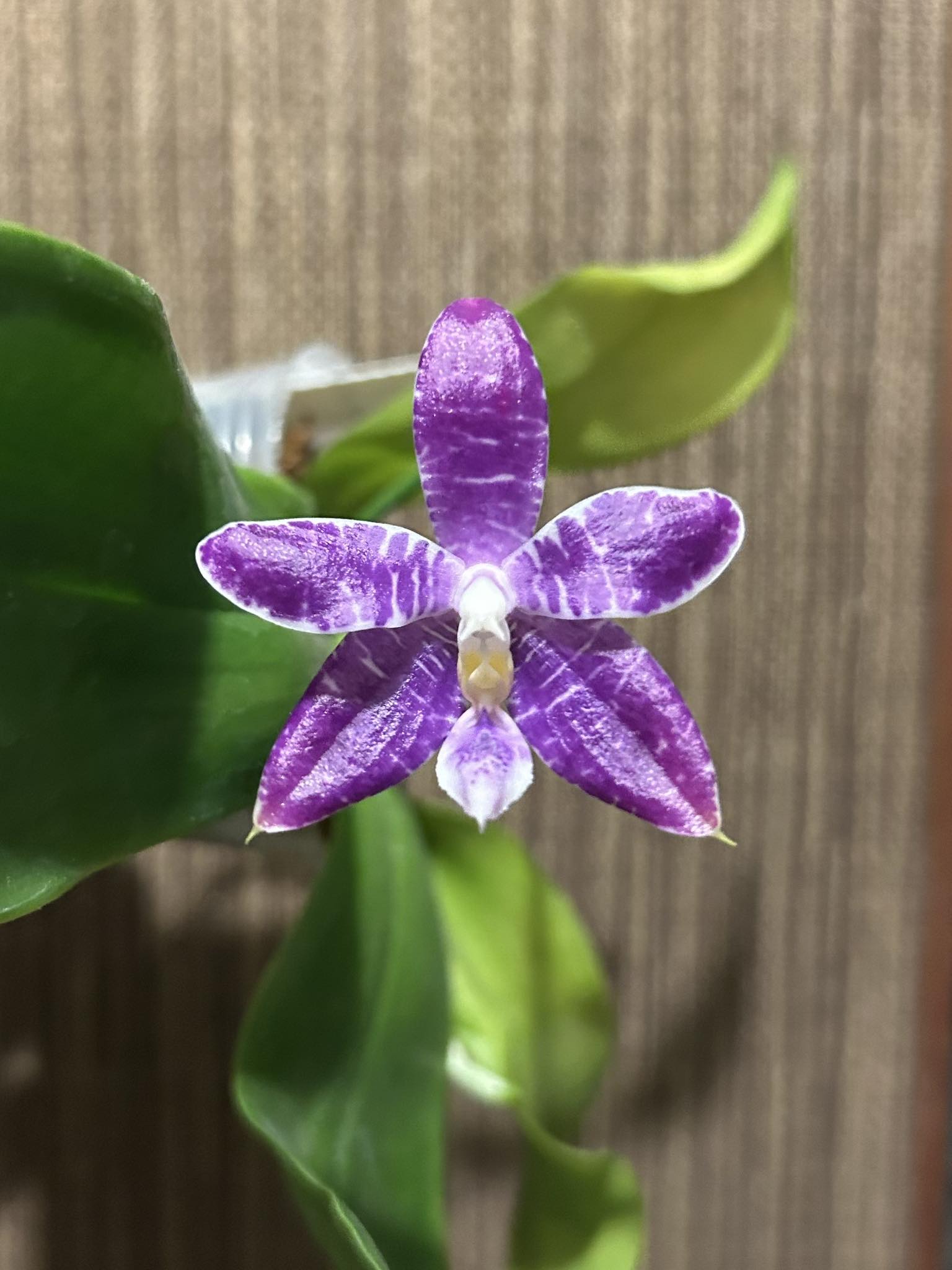 Phal. Lioulin Blue Parrot x Phal. Jennifer Palermo
