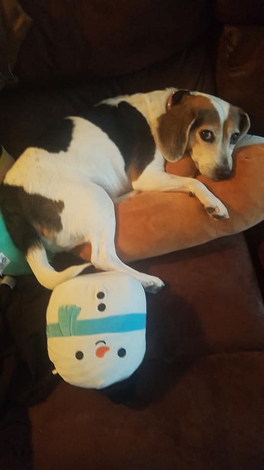 Rascal the Cinnamon Raisin Bagel