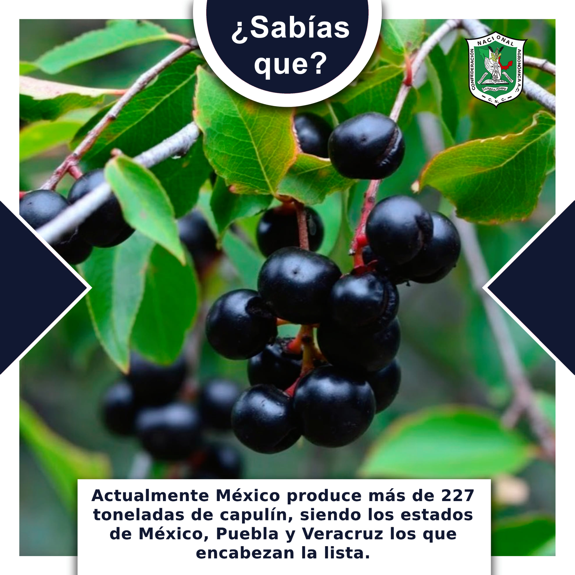 Confederación Nacional Agronómica - #SabíasQue El #capulín (del náhuatl ...