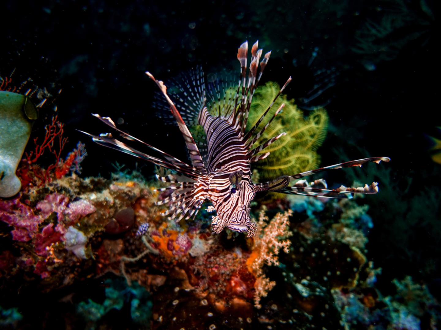 Rote Dive Adventures