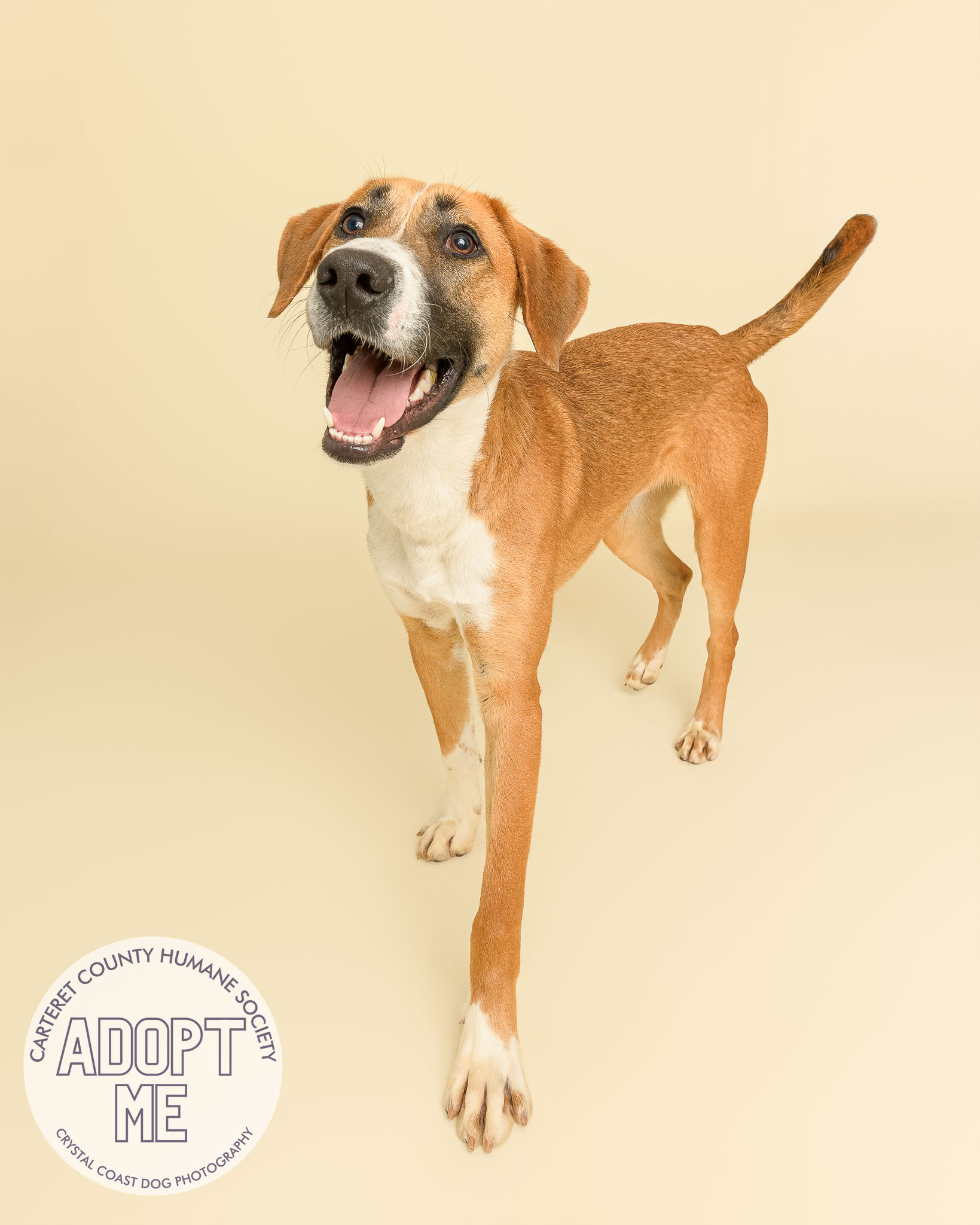 Crystal - Meet Chester—the lanky lovebug with a heart (and paws) too ...