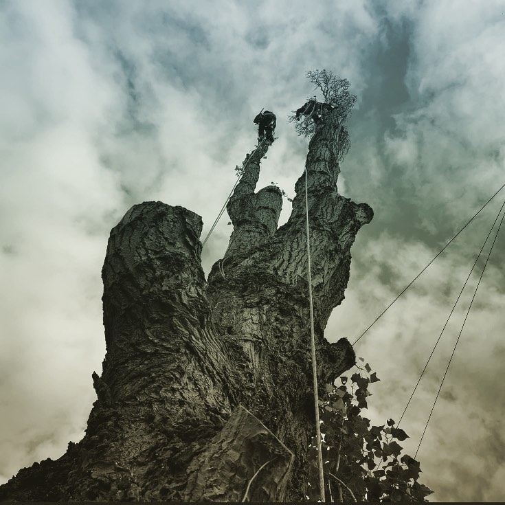 DBL Tree Surgeons | Ackworth