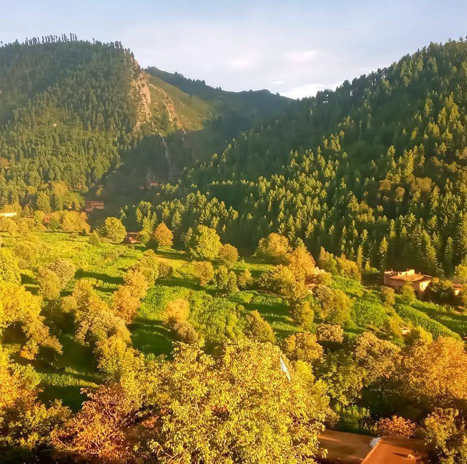 Kifayat Afridi