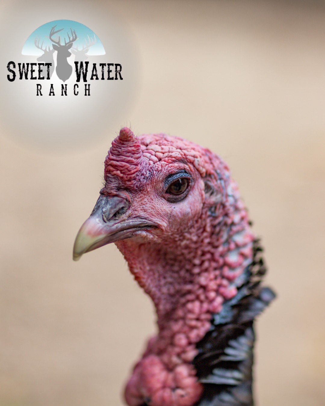 Sweet Water Ranch LLC - 🦃 Turkey Season is in Full Swing! 🦃 The ...