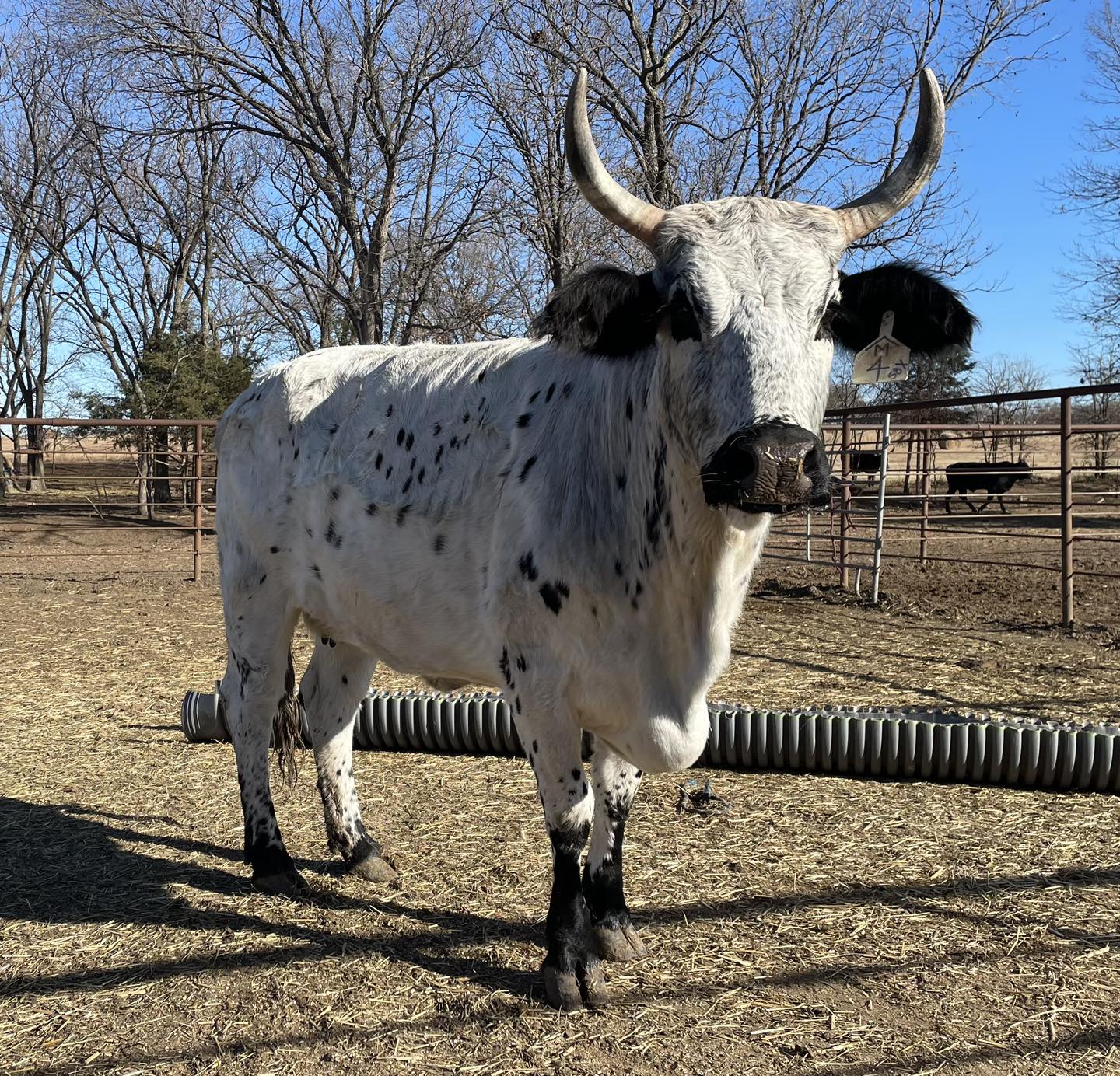 💥EXPOSED COW FOR SALE💥 BD 604... - Rafter KL Bucking Bulls