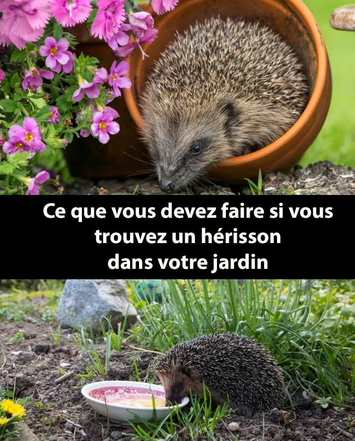 L'explorateur - 🦔 Que faire (et éviter) si un hérisson visite votre ...