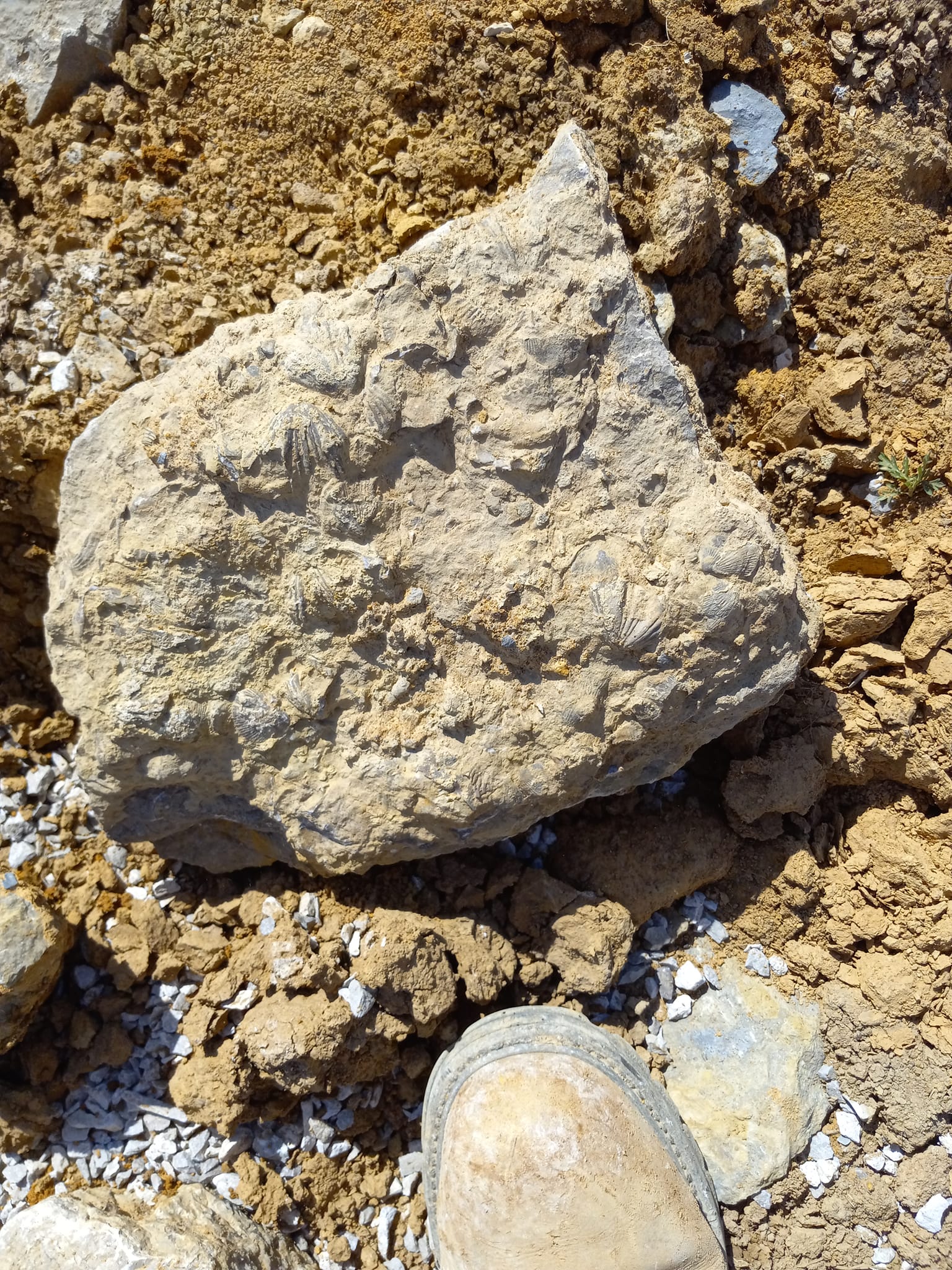 Found yesterday south of Lexington! The fossils are visible from