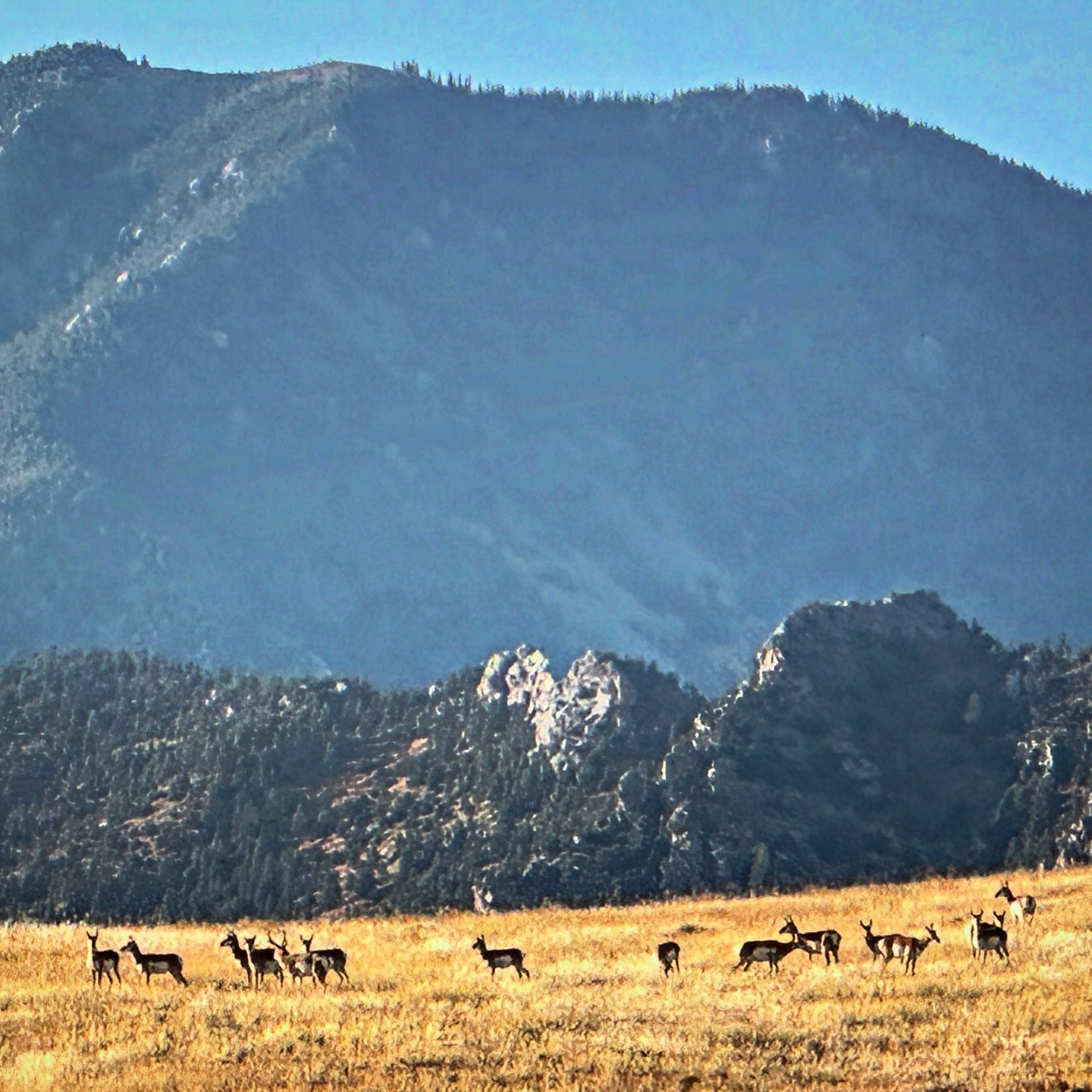 Hummingbird Ranch | Rye CO