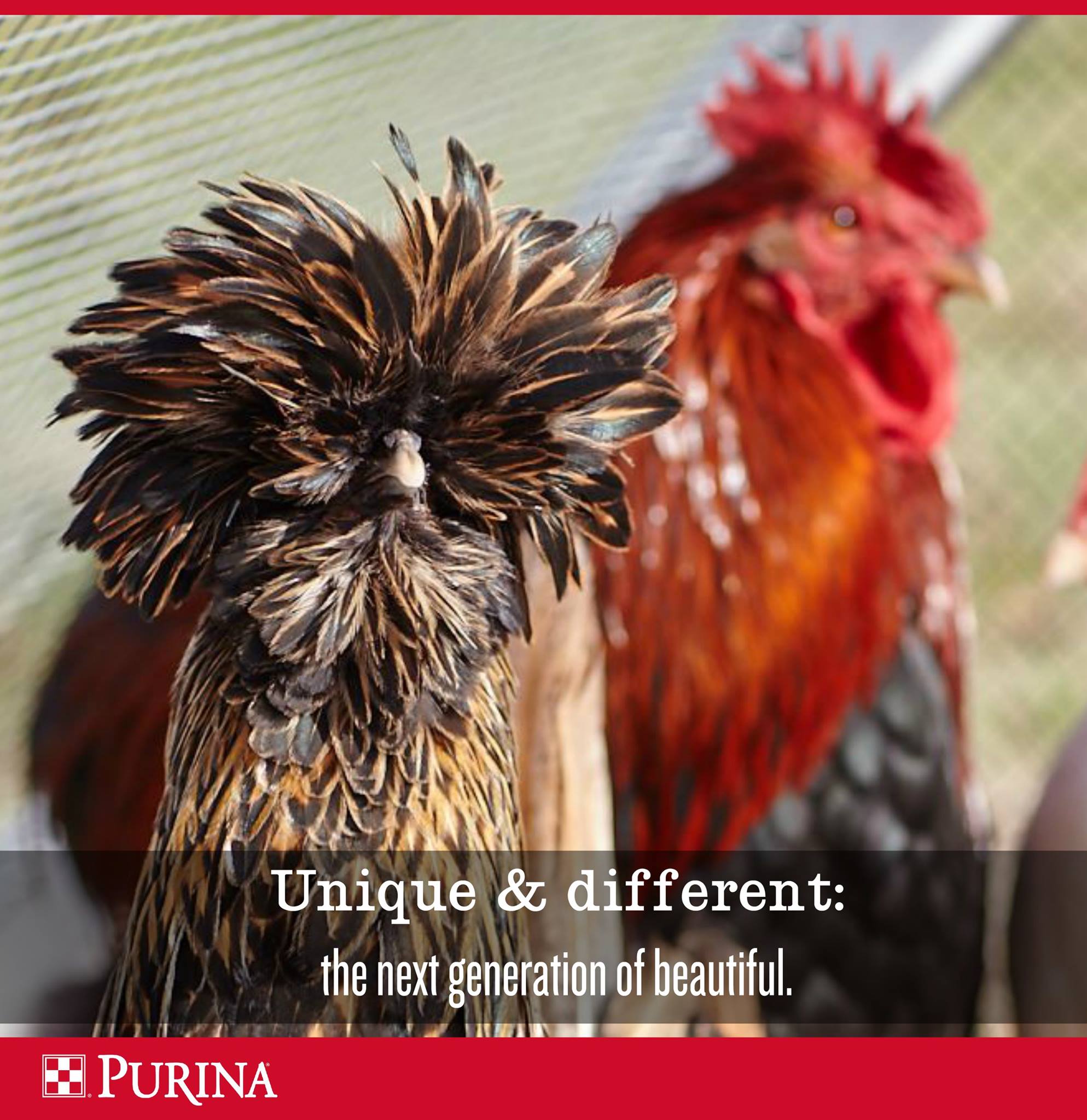 Purina Flock - Our newest Golden Polish hen on our farm is reminding us ...