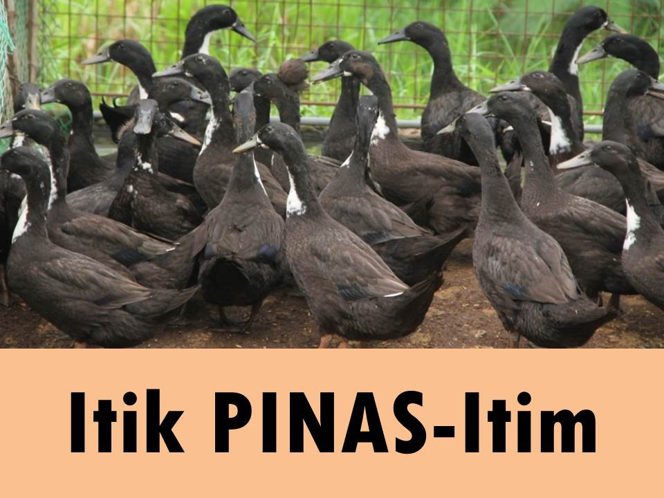 ITIK PINAS- ITIM It has a black... - Fenoy Nature Hill Farm | Facebook