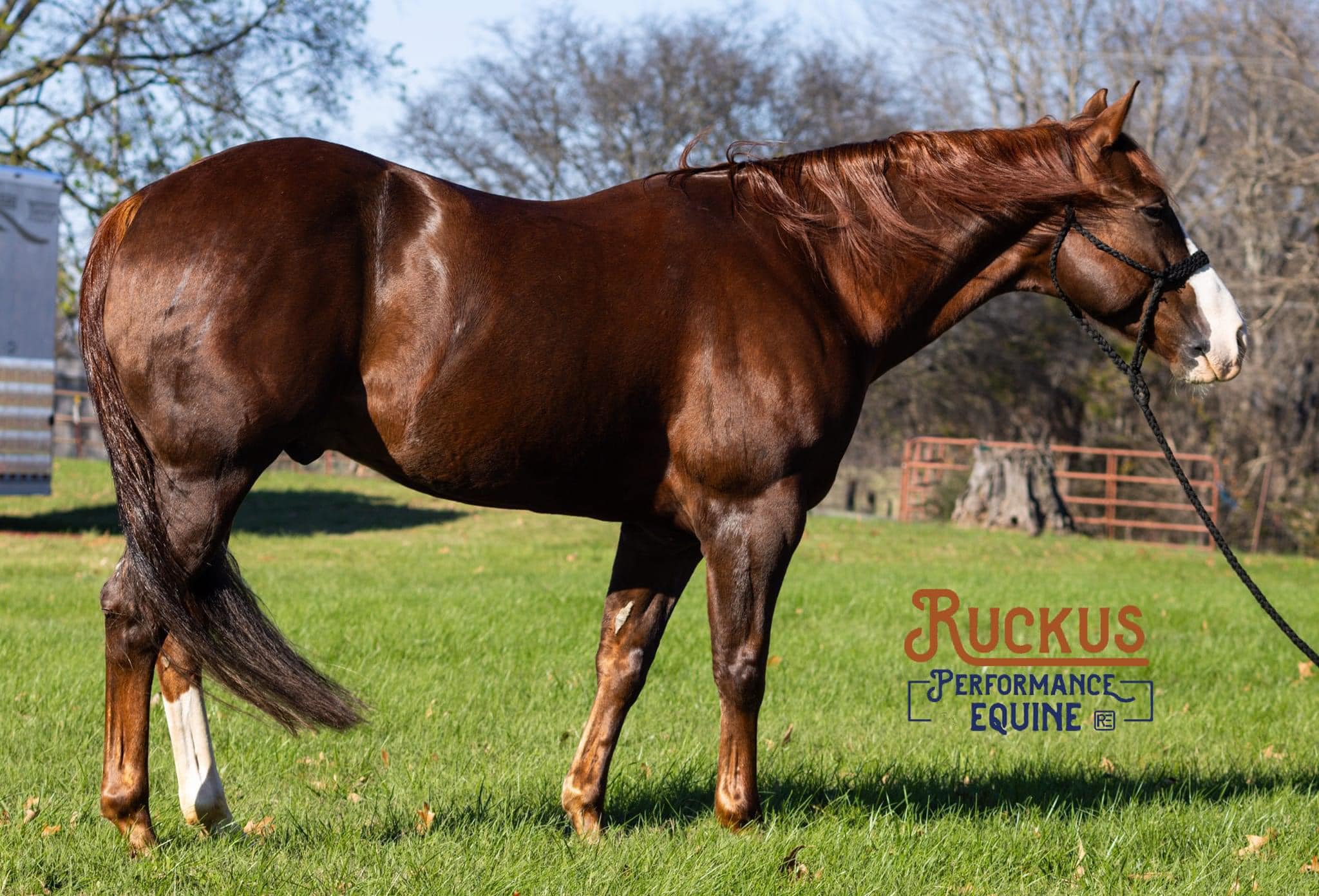 Ruckus Performance Equine | Springfield TN