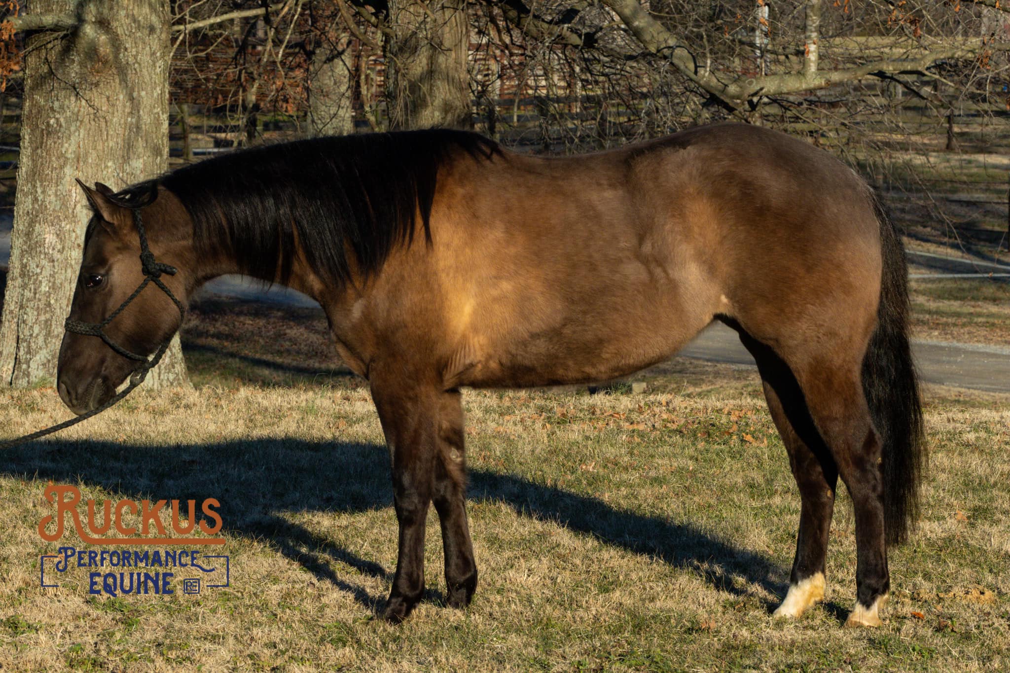 Ruckus Performance Equine | Springfield TN