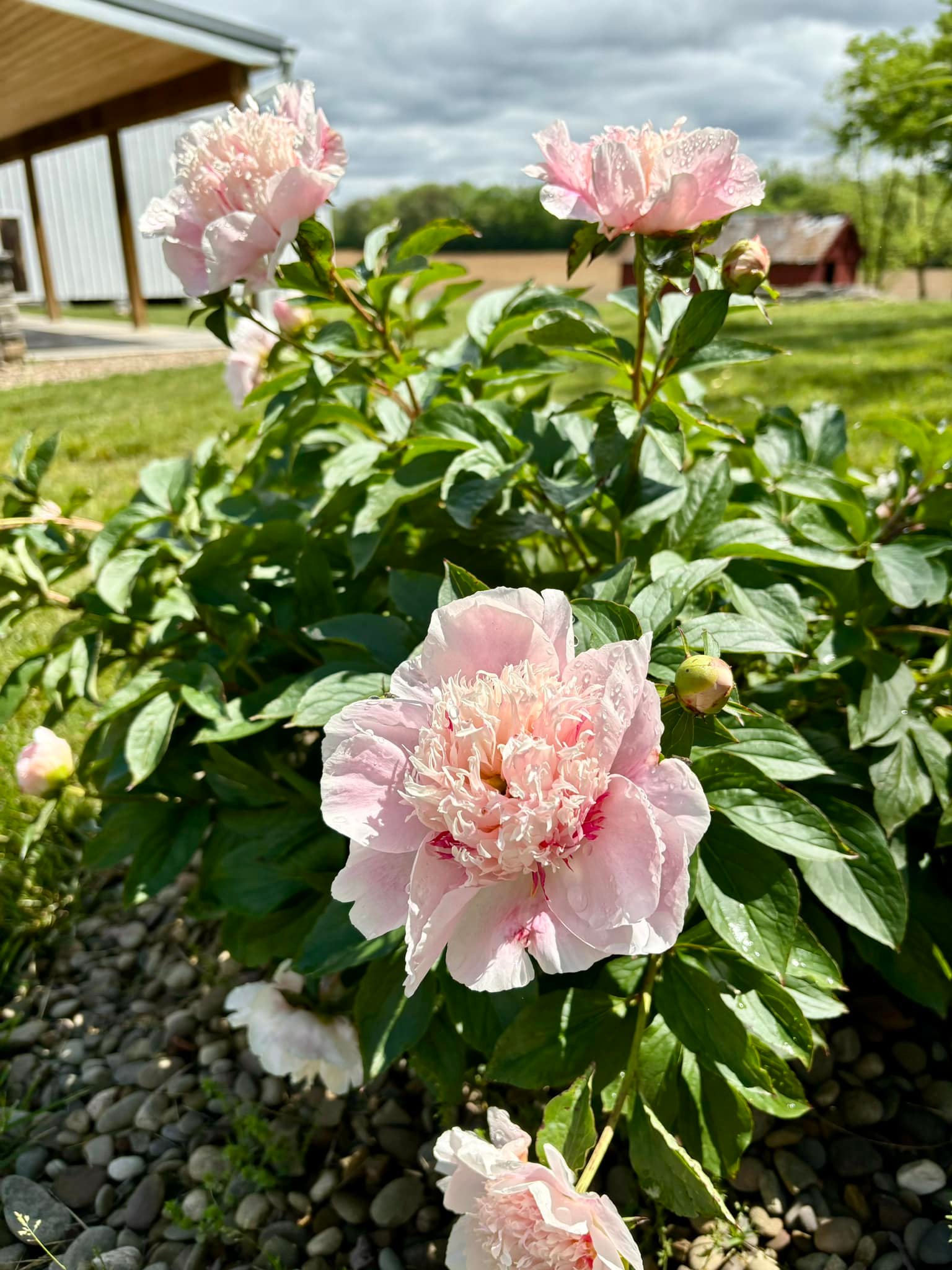 Rock Spring Farm | Shepherdstown WV