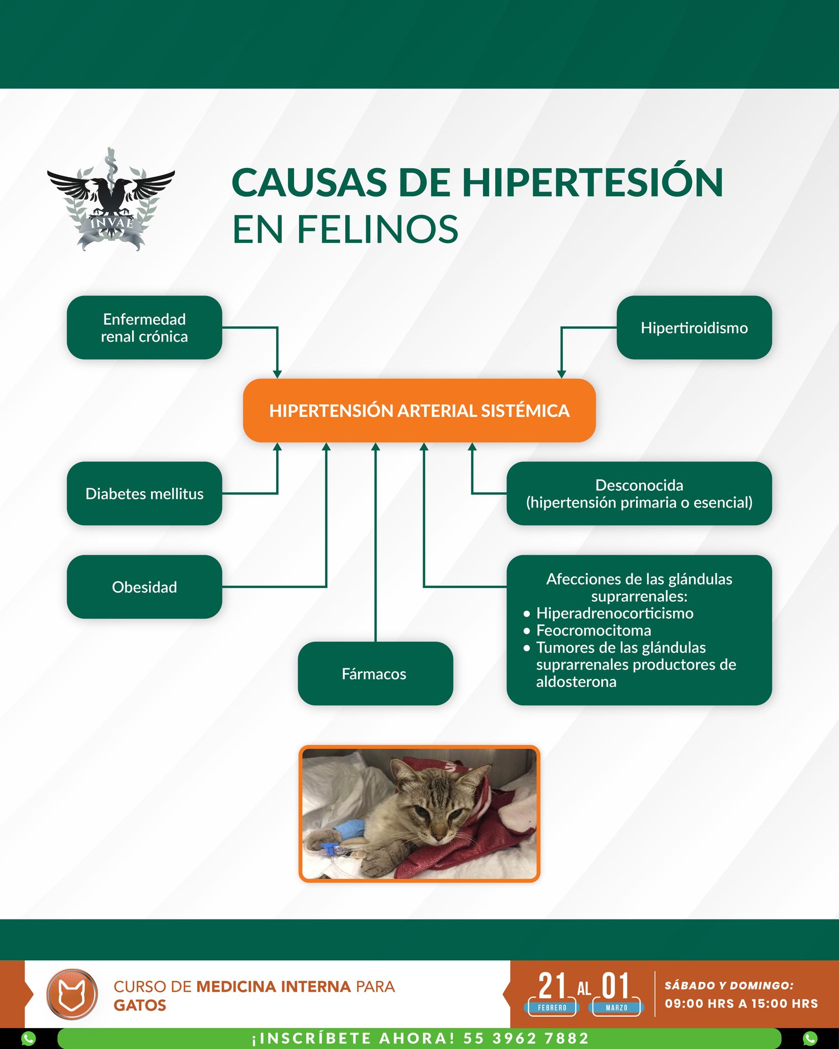 INVAE - CAUSAS DE HIPERTENSIÓN EN FELINOS 🐈 La hipertensión arterial en ...