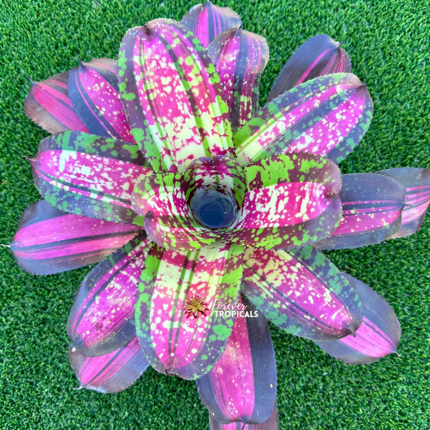Neoregelia Lucifer Variegated ブロメリア・エアープランツ