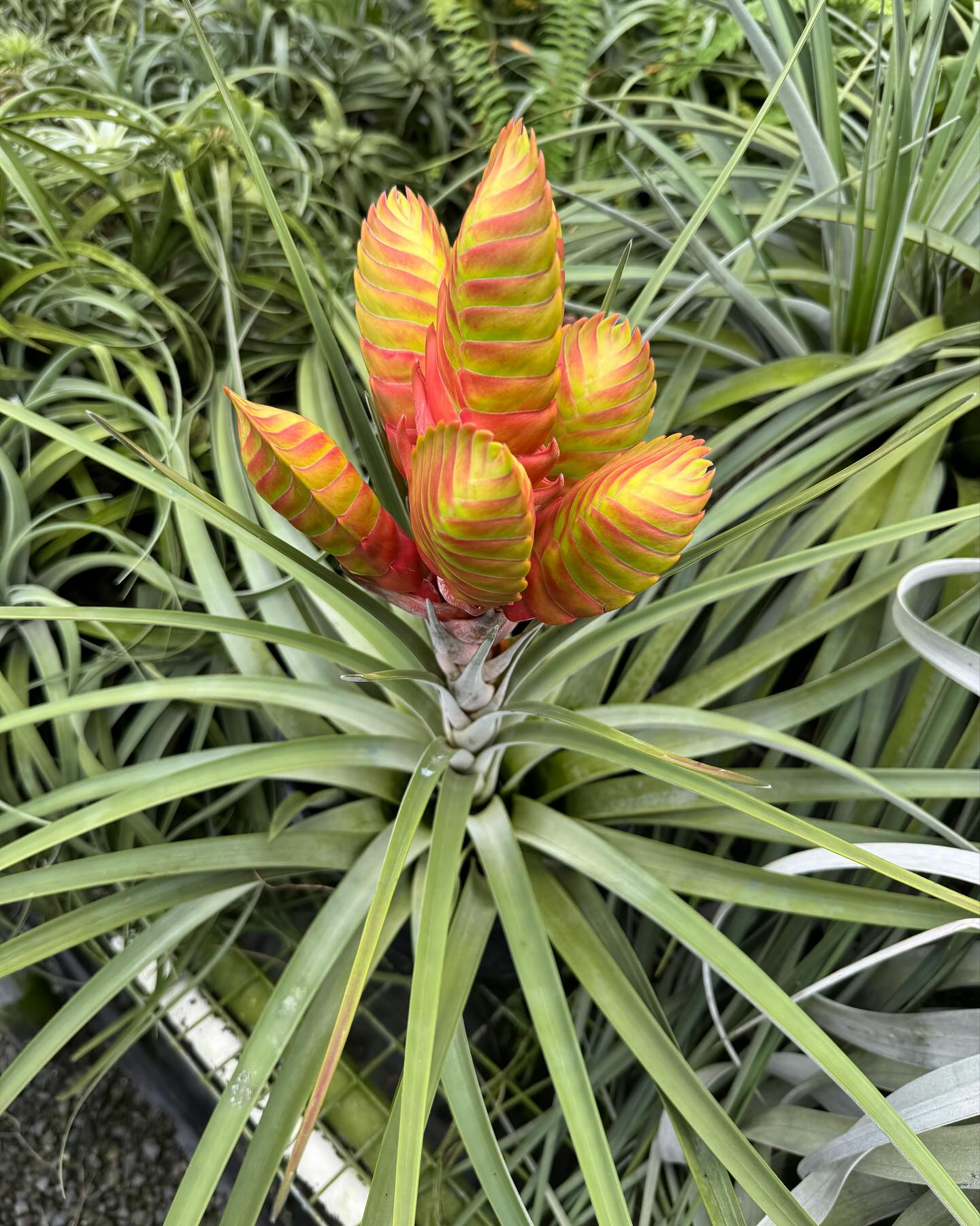 jalisco-monticola X ionantha var vanhyningii Hybrid from Thailand